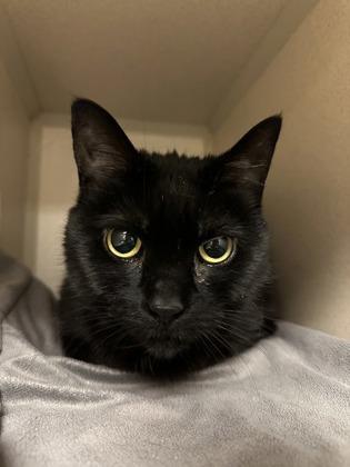 Enlarge Squish, a Adoptable mixed breed in Quakertown, PA image 3/3