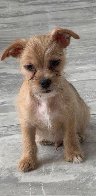 Enlarge miso, an adopted mixed breed in Las Vegas, NV image 2/3