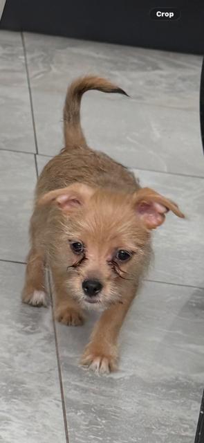 Enlarge miso, an adopted mixed breed in Las Vegas, NV image 3/3