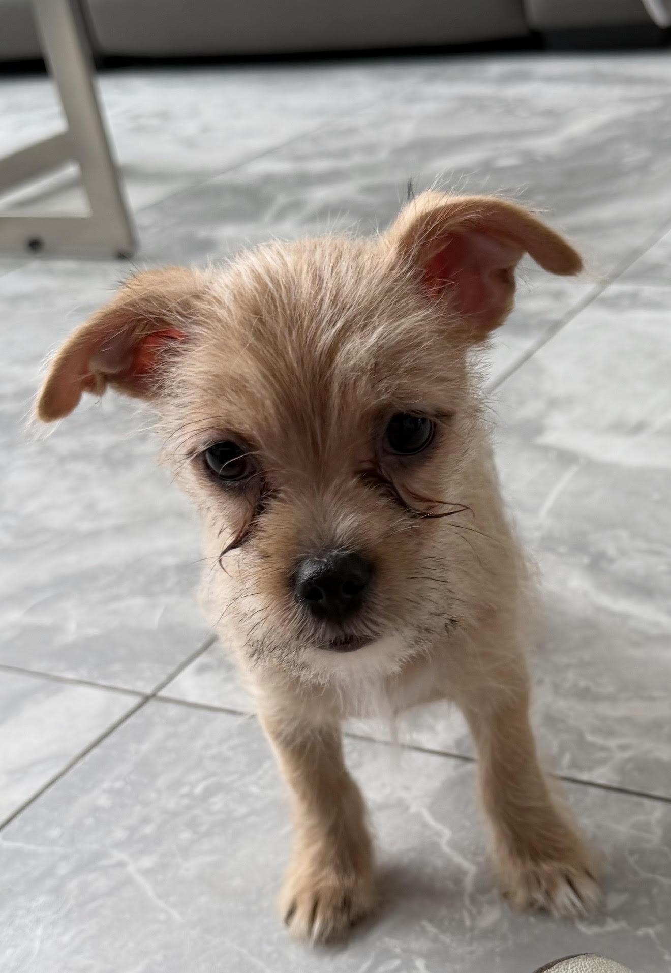 Enlarge miso, an adopted mixed breed in Las Vegas, NV image 1/3