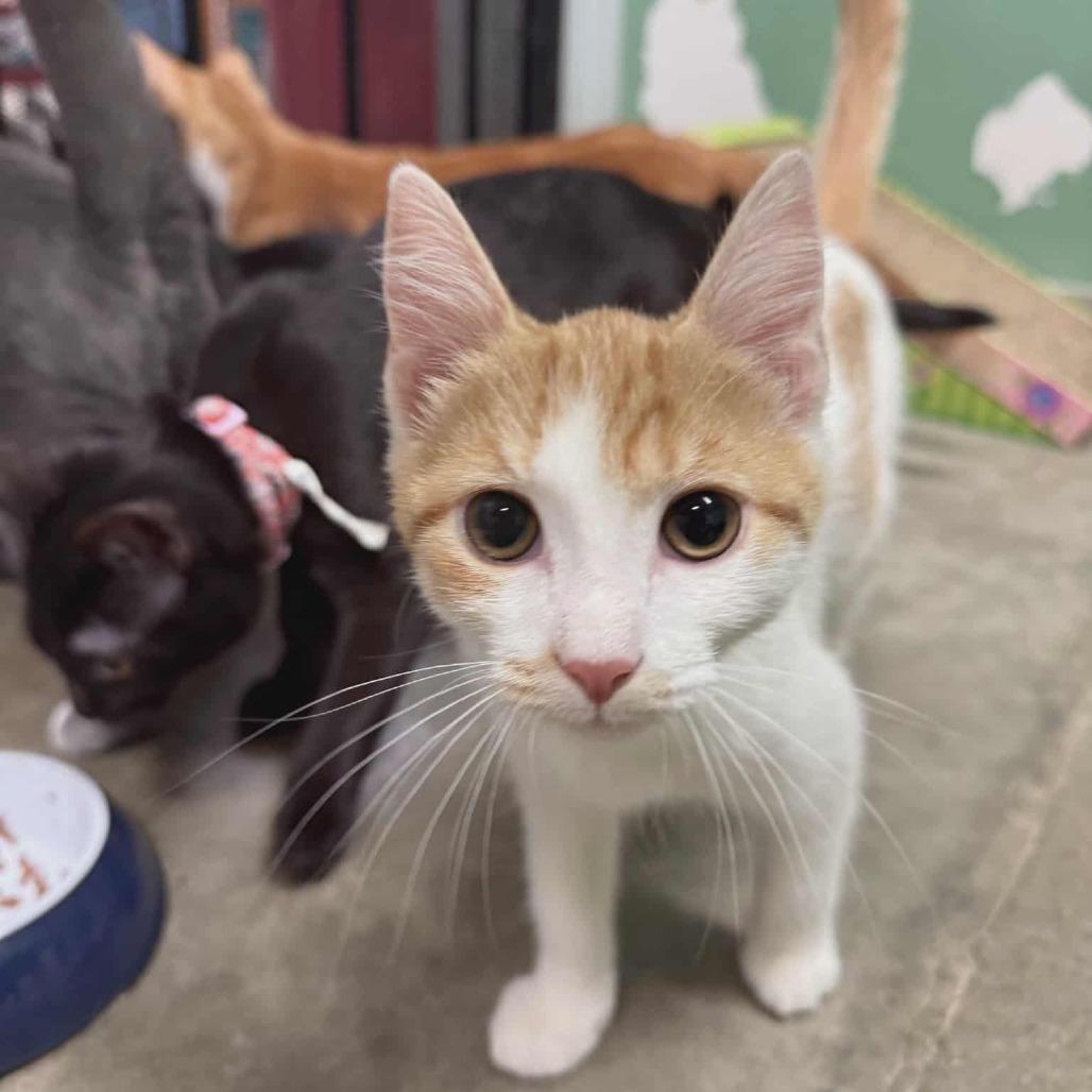 Enlarge Broccoli Cheddar, a Adoptable Domestic Short Hair in Richmond, IN image 1/1