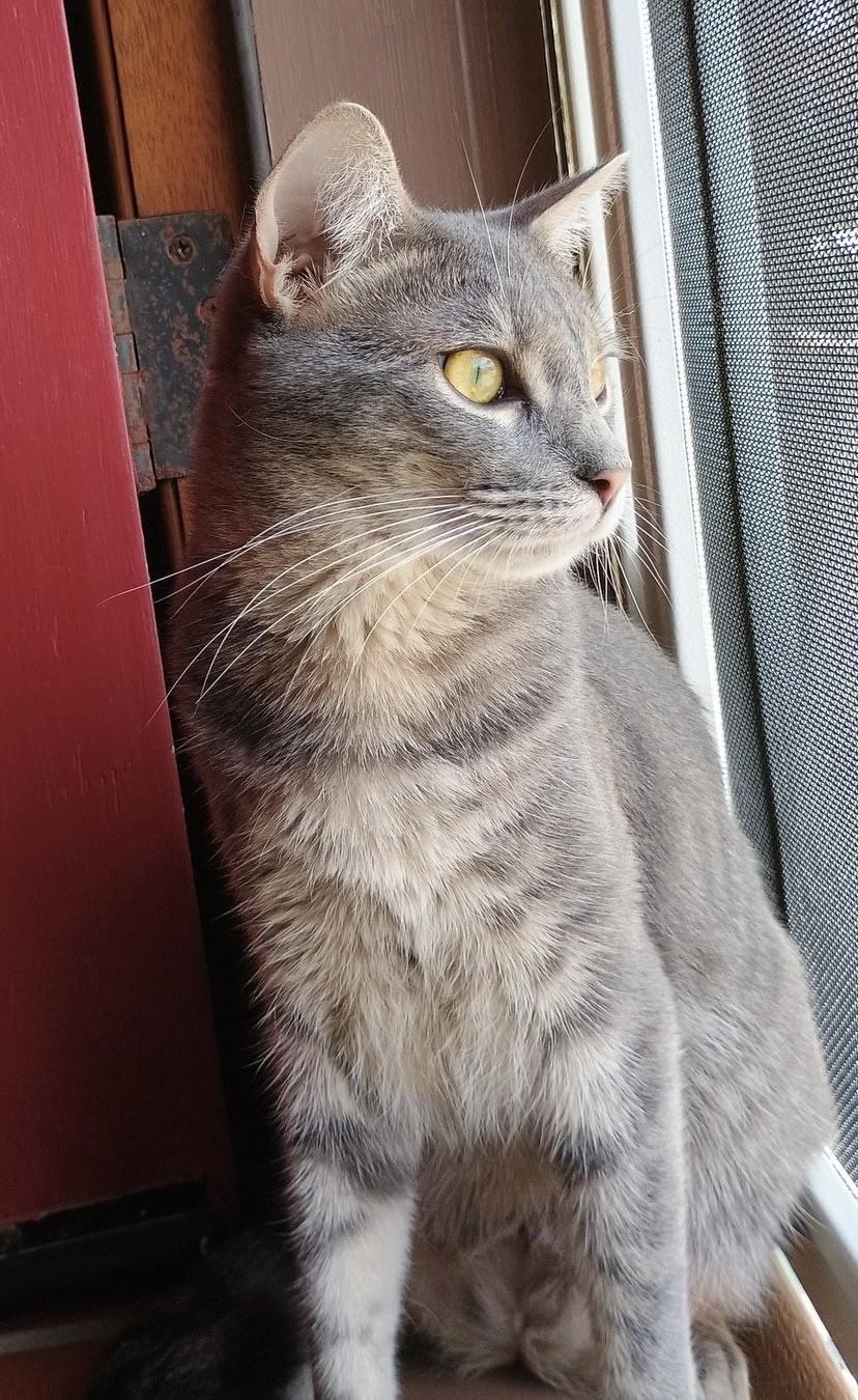 Dorothy Ann, a Adoptable Domestic Short Hair in Los Alamitos, CA image 2/6