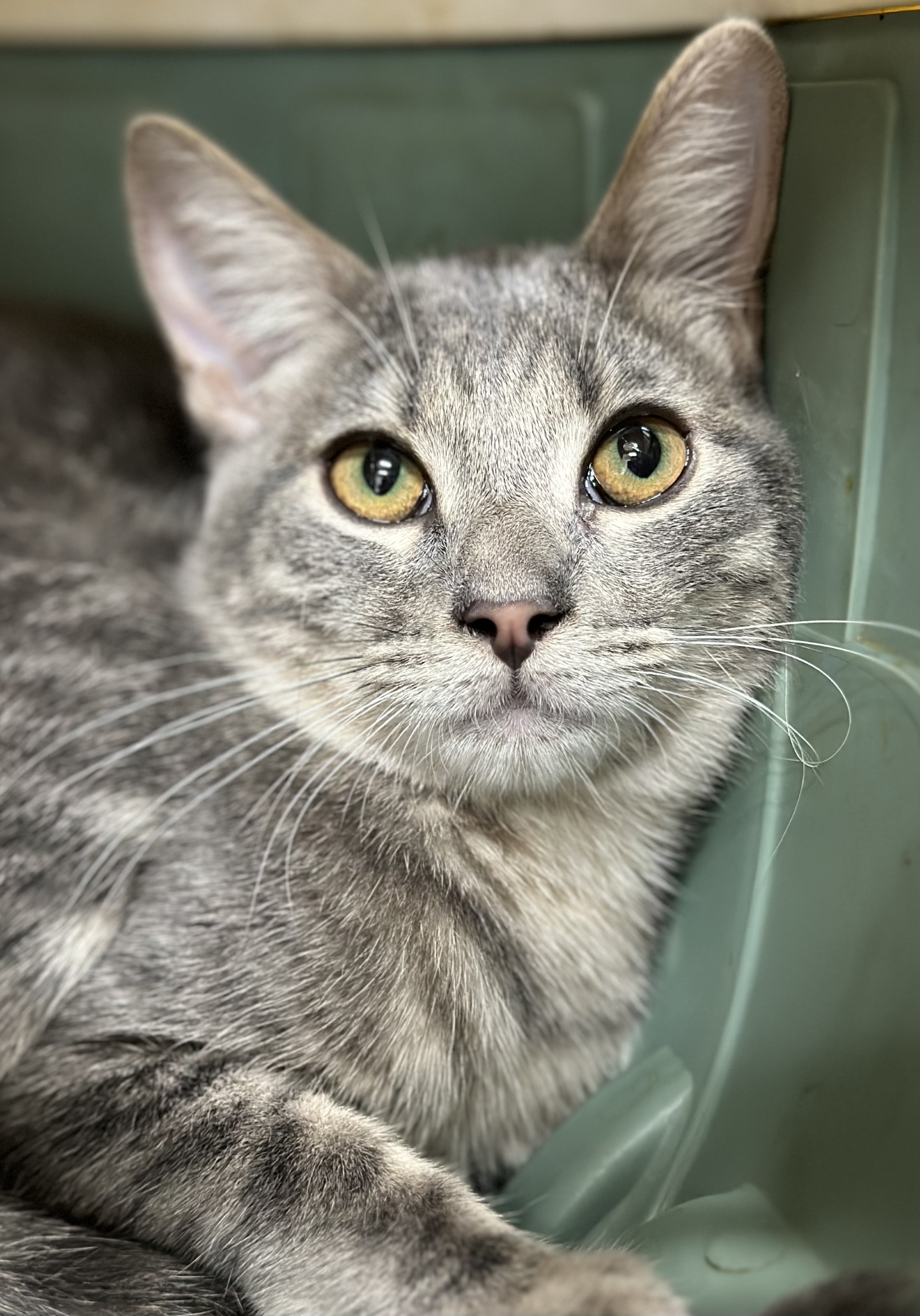 Dorothy Ann, a Adoptable Domestic Short Hair in Los Alamitos, CA image 6/6
