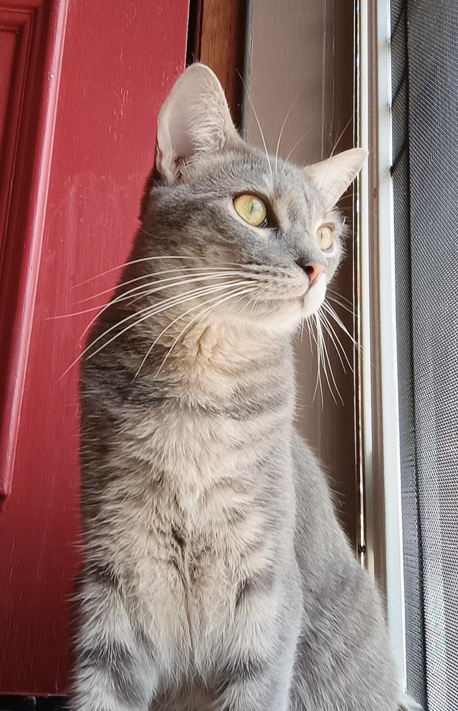 Dorothy Ann, a Adoptable Domestic Short Hair in Los Alamitos, CA image 3/6