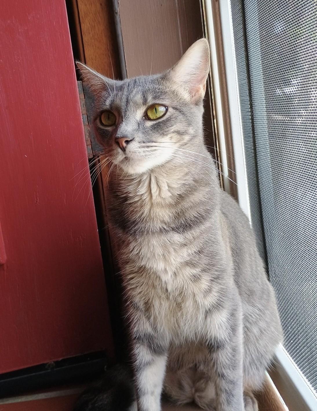 Dorothy Ann, a Adoptable Domestic Short Hair in Los Alamitos, CA image 4/6