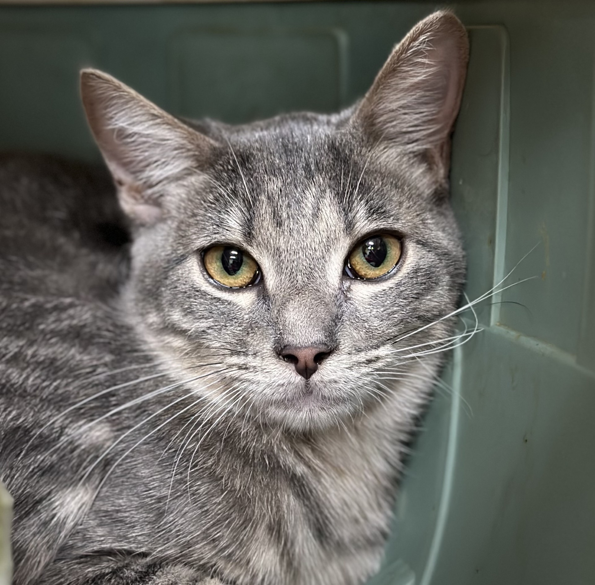 Dorothy Ann, a Adoptable Domestic Short Hair in Los Alamitos, CA image 5/6