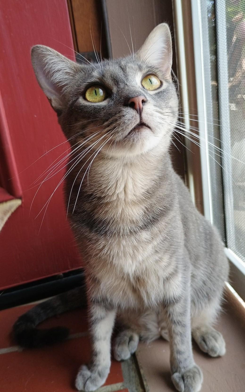 Dorothy Ann, a Adoptable Domestic Short Hair in Los Alamitos, CA image 1/6