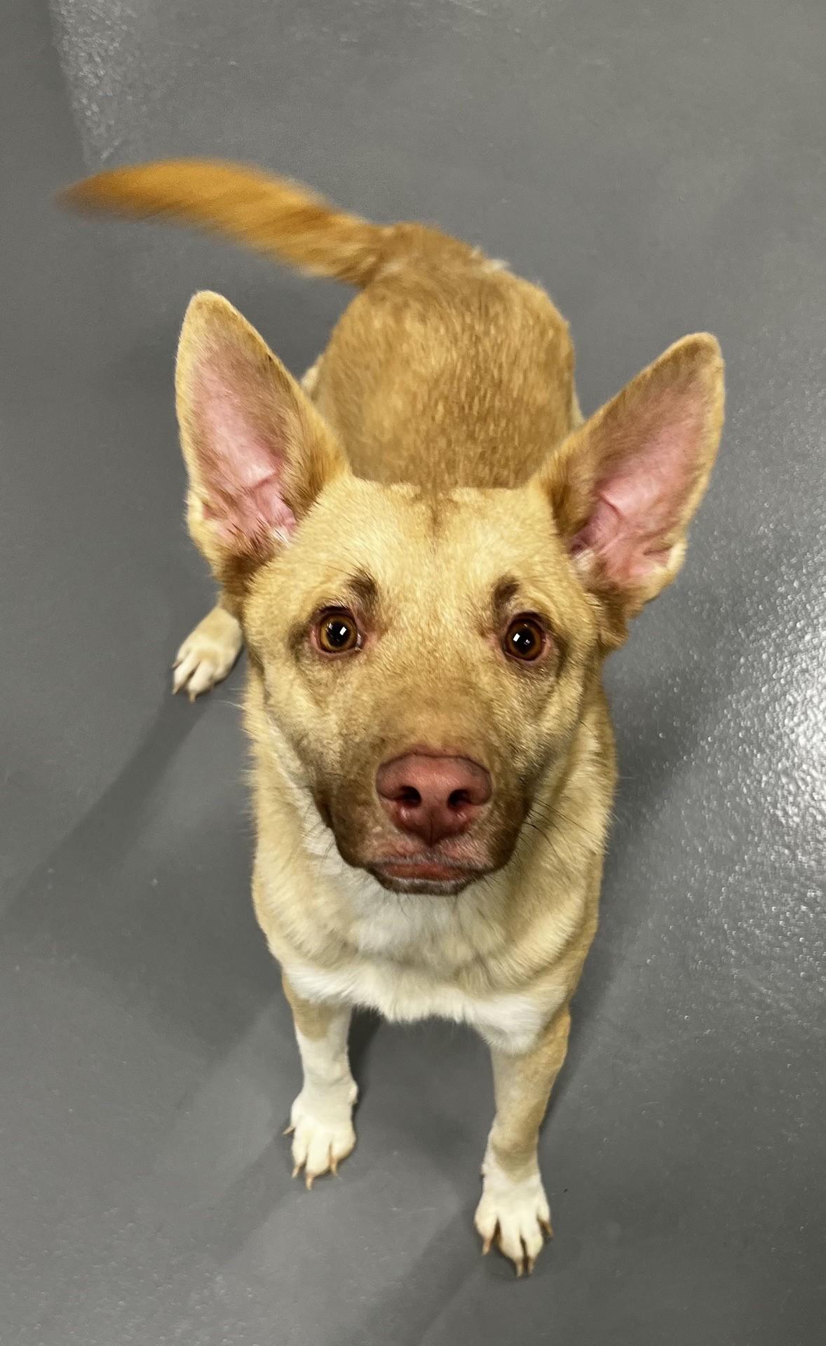 Axel, ADOPTABLE, Young Male German Shepherd Dog.