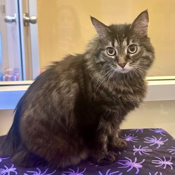 Jenny, Adoptable, Senior Female Domestic Long Hair & Domestic Short Hair.