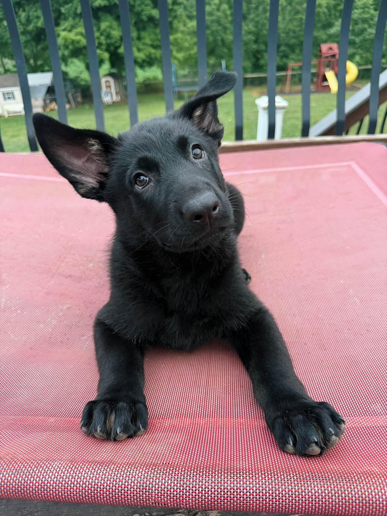 Enlarge Vera, a Adoptable German Shepherd Dog in Grantville, PA image 1/1
