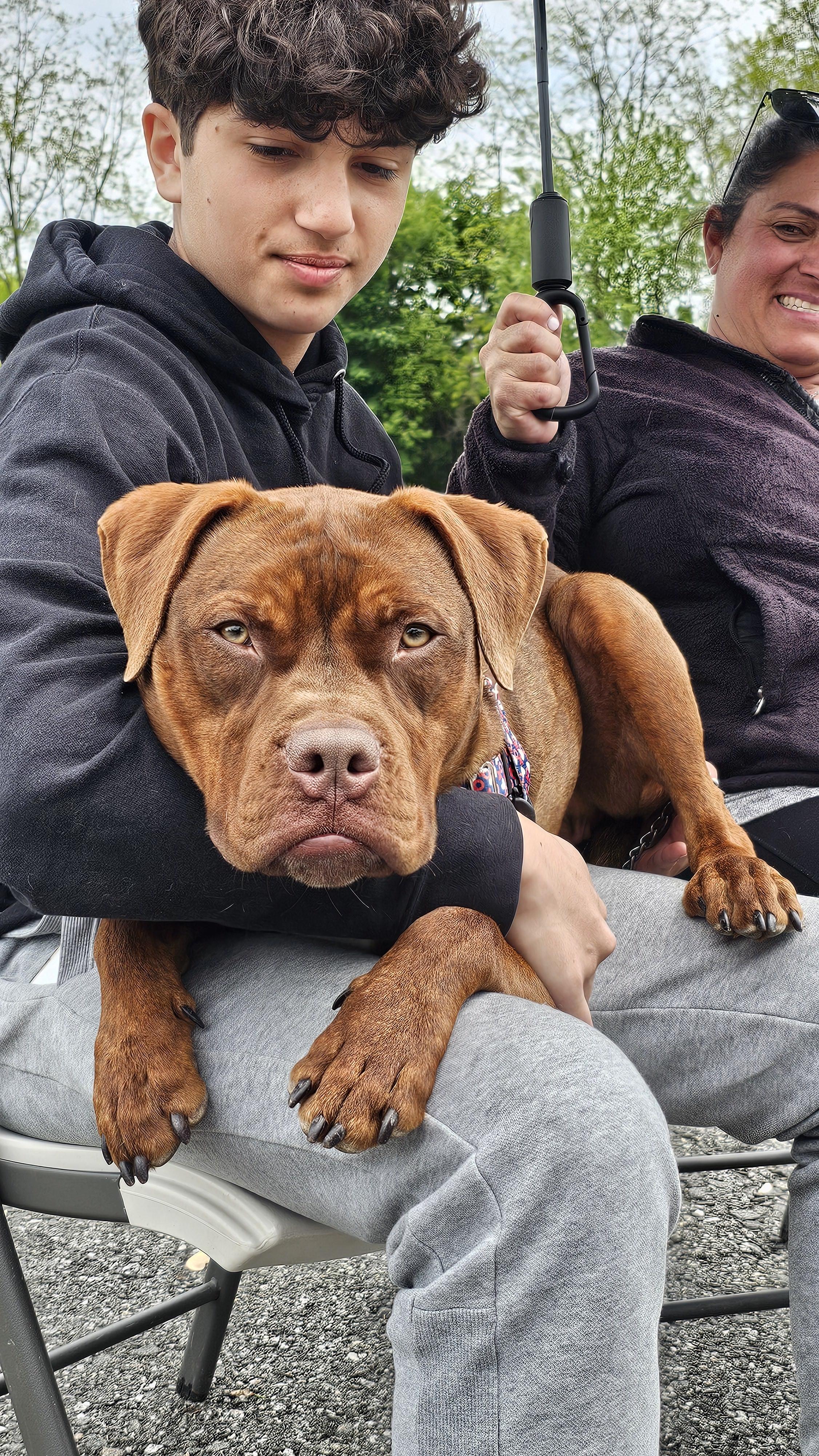Enlarge Hooch, a ADOPTABLE Pit Bull Terrier in Harrison, NY image 1/6