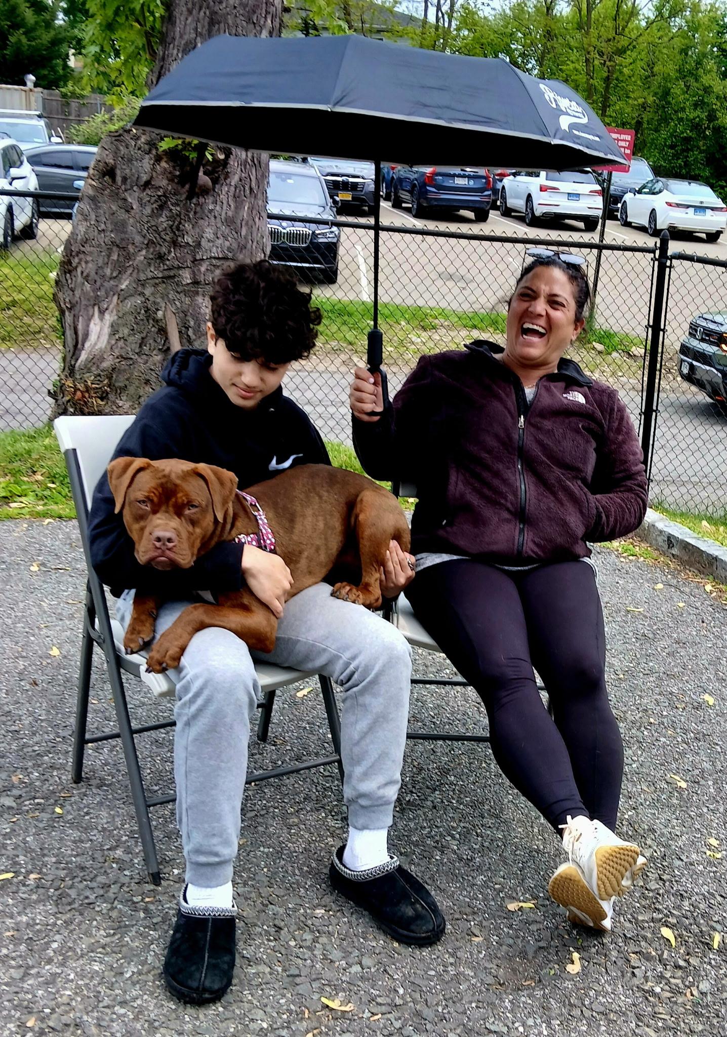 Enlarge Hooch, a ADOPTABLE Pit Bull Terrier in Harrison, NY image 4/6