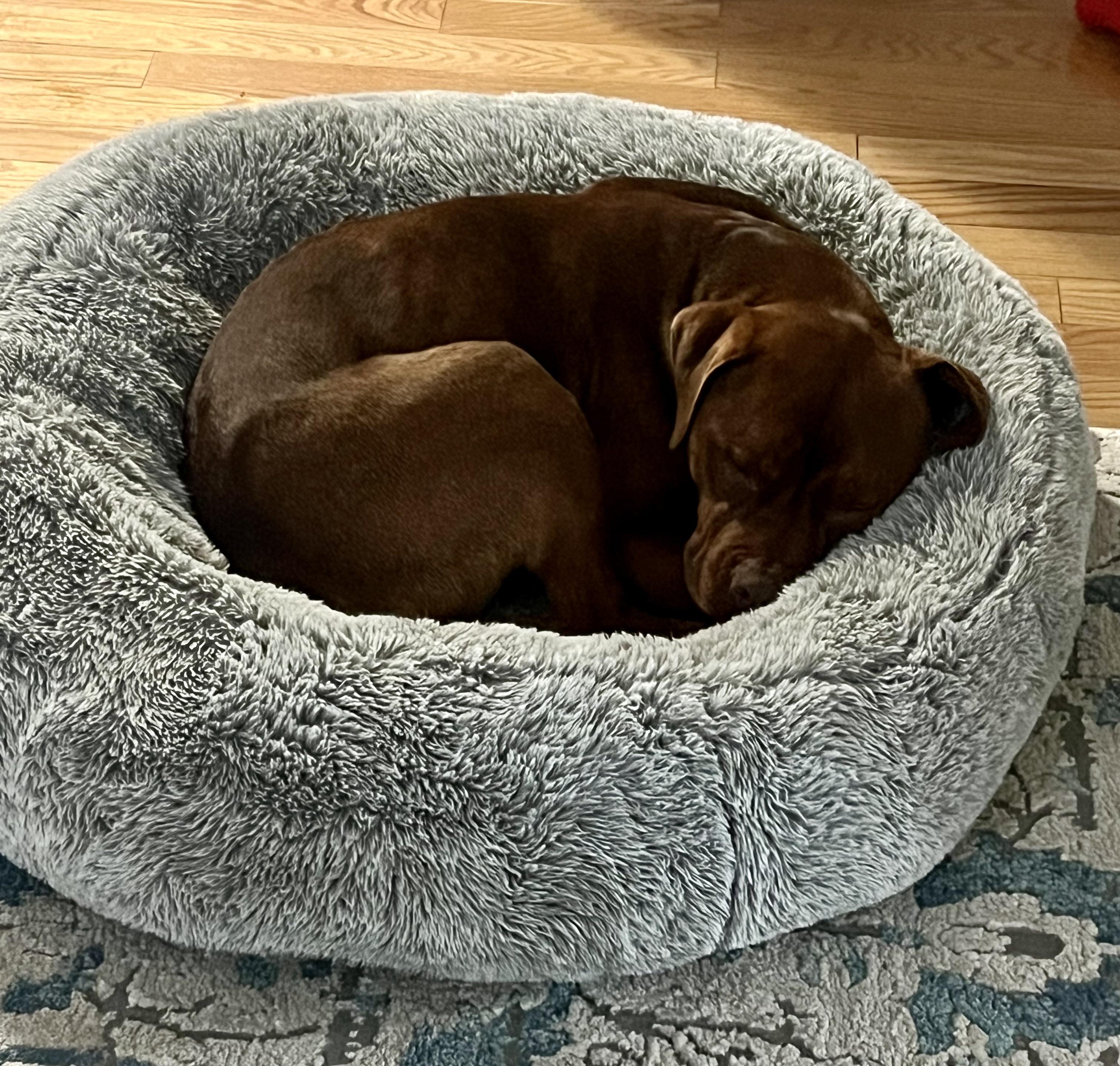 Enlarge Hooch, a ADOPTABLE Pit Bull Terrier in Harrison, NY image 4/6