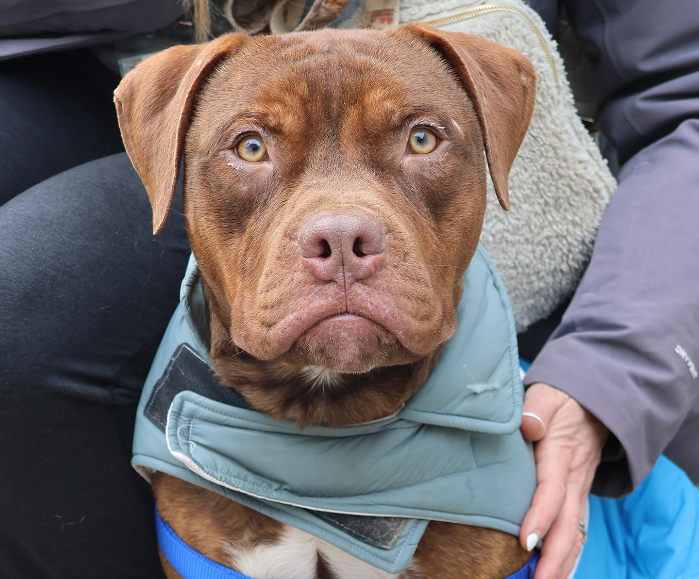 Hooch, a ADOPTABLE Pit Bull Terrier in Harrison, NY image 2/6
