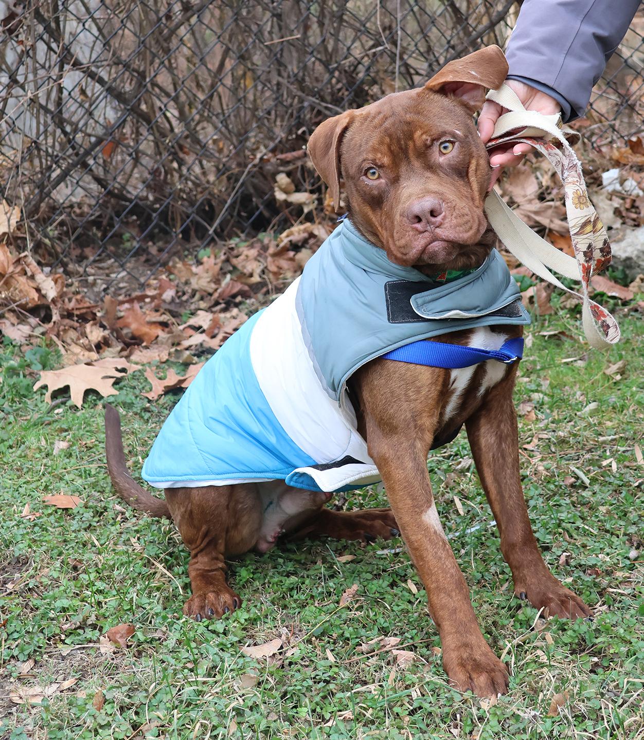 Hooch, a ADOPTABLE Pit Bull Terrier in Harrison, NY image 3/6