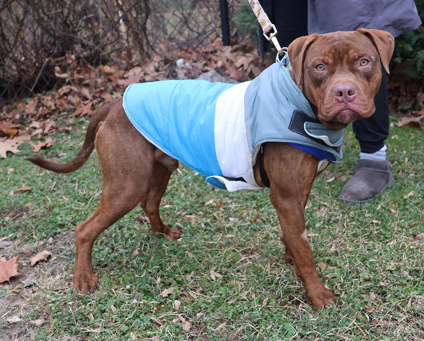 Hooch, a ADOPTABLE Pit Bull Terrier in Harrison, NY image 4/6