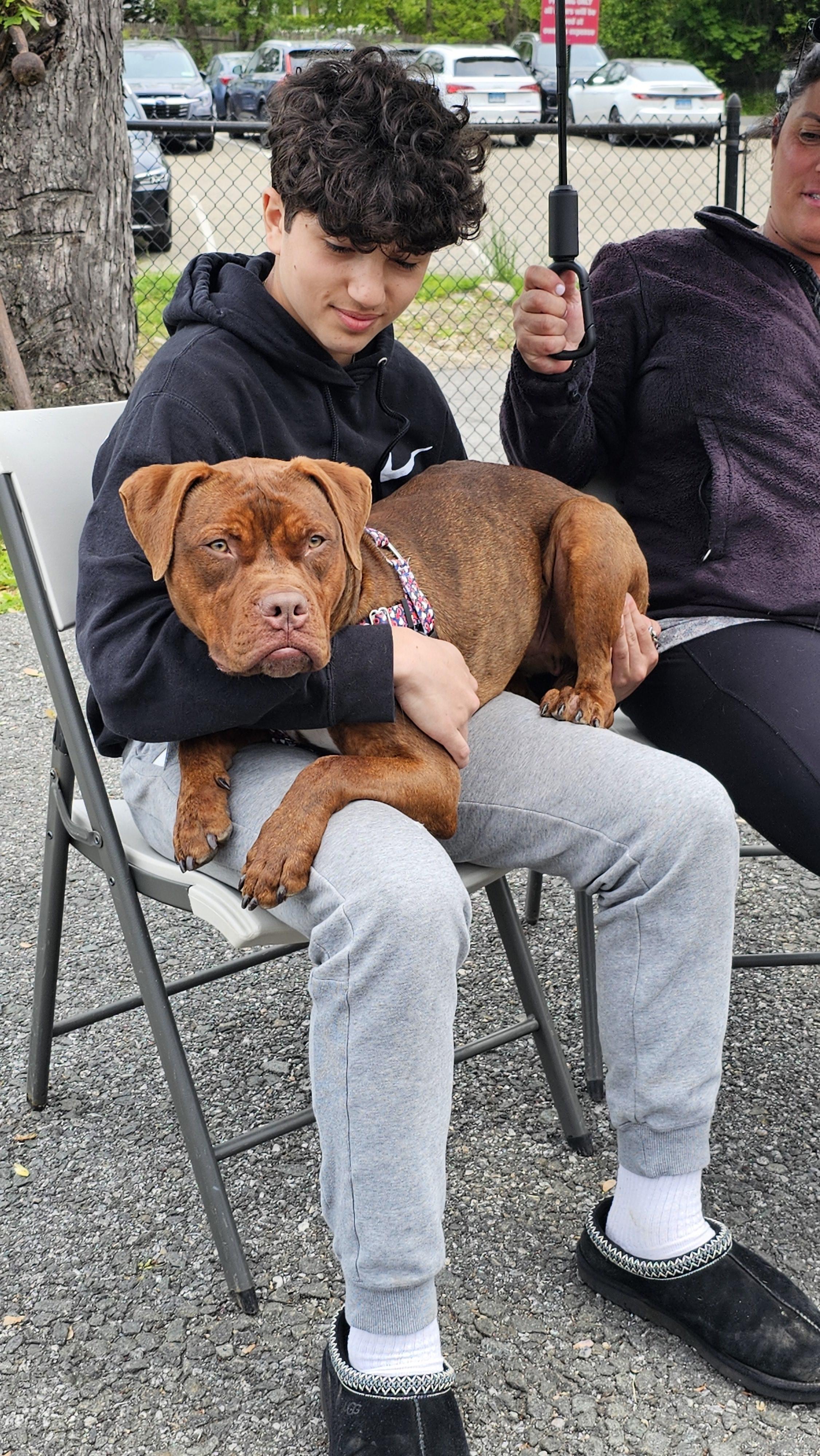 Enlarge Hooch, a ADOPTABLE Pit Bull Terrier in Harrison, NY image 5/6