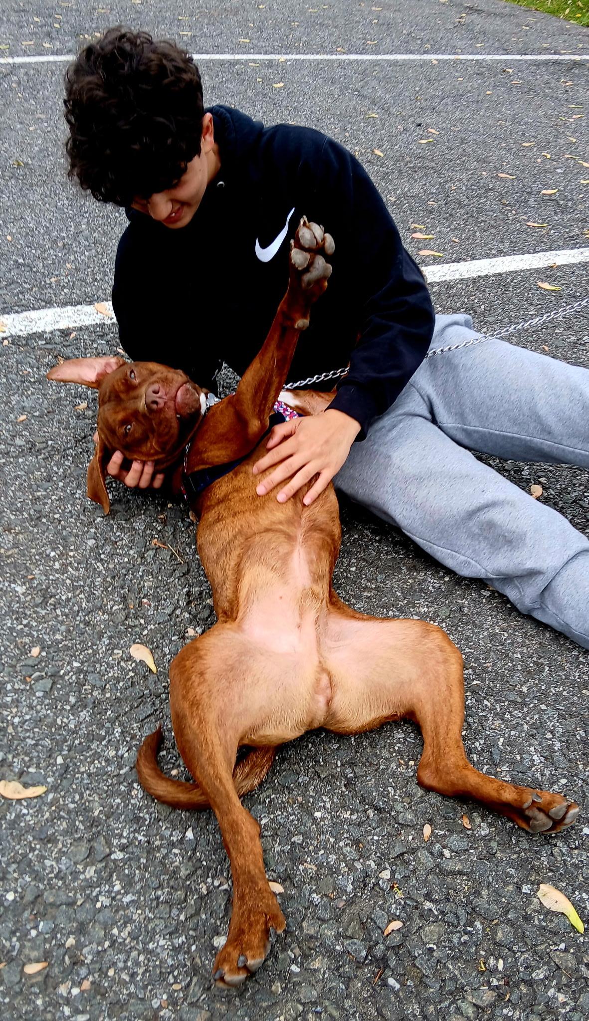 Enlarge Hooch, a ADOPTABLE Pit Bull Terrier in Harrison, NY image 3/6