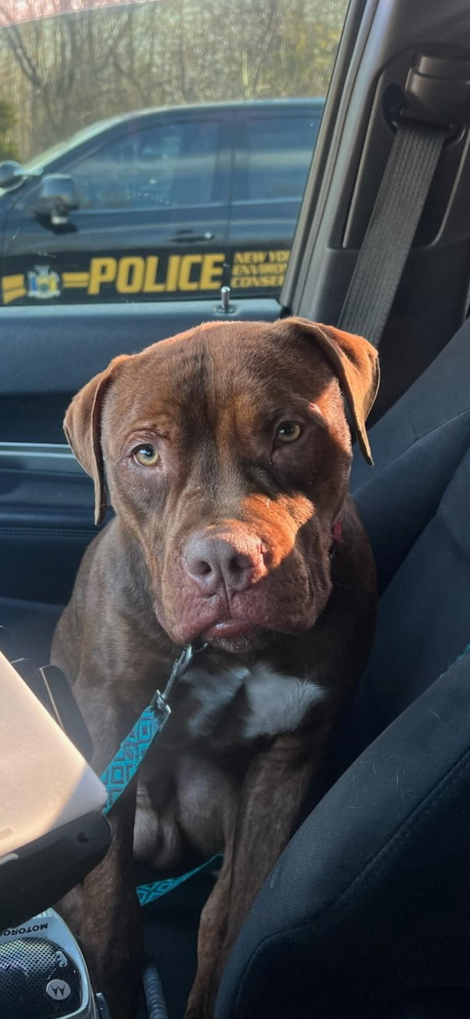 Hooch, a ADOPTABLE Pit Bull Terrier in Harrison, NY image 6/6