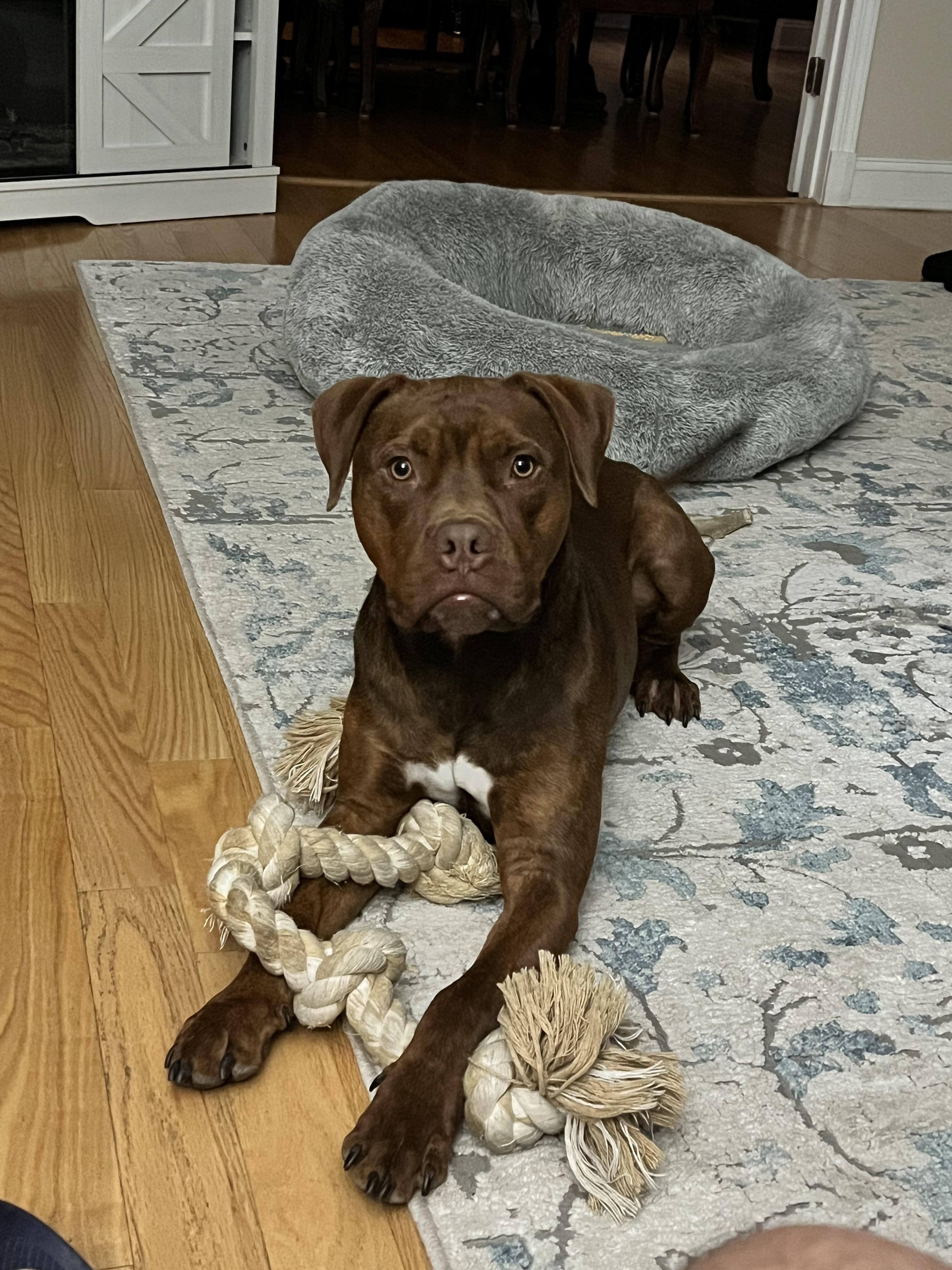 Hooch, ADOPTABLE, Young Male Pit Bull Terrier.