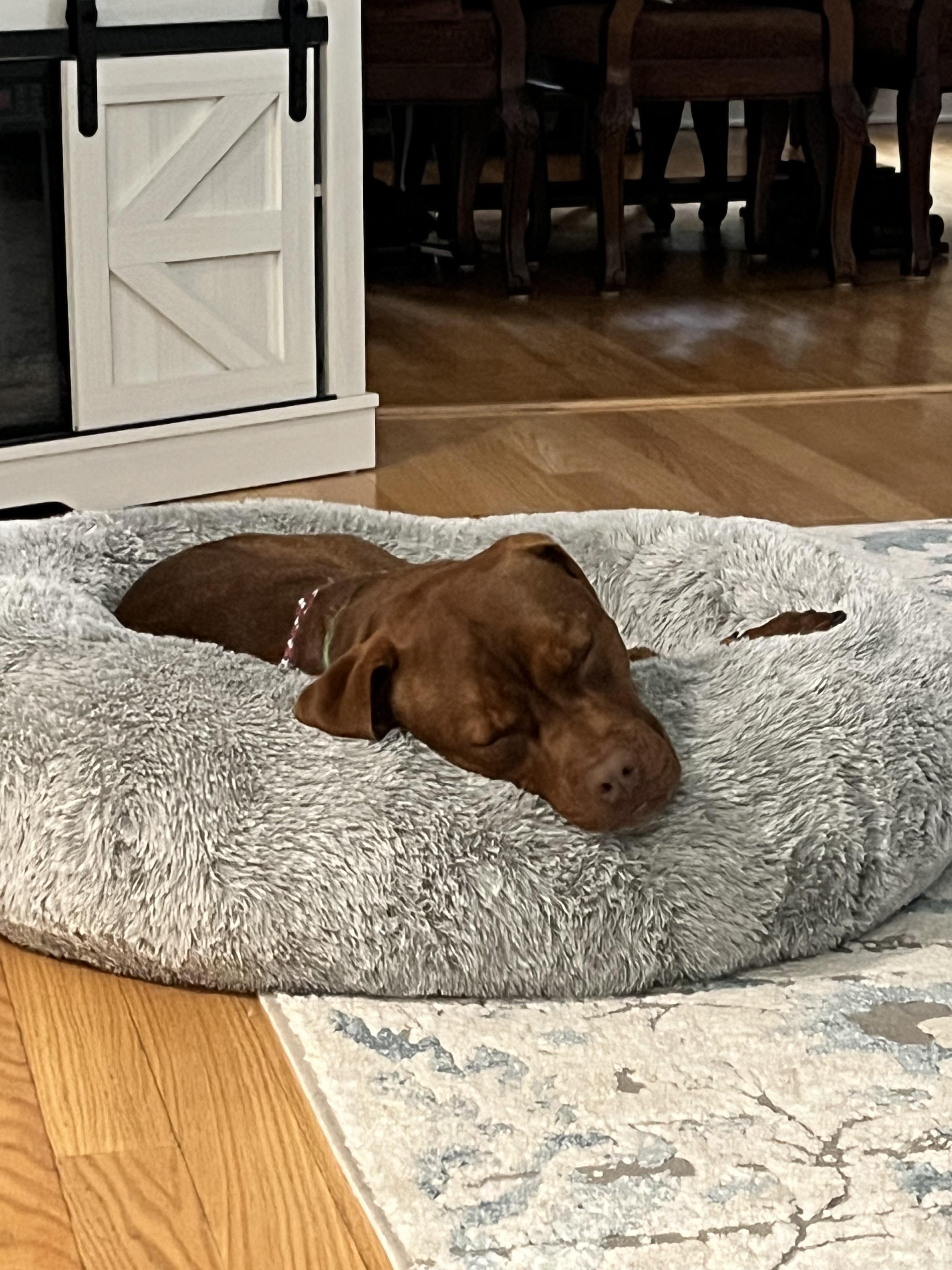 Enlarge Hooch, a ADOPTABLE Pit Bull Terrier in Harrison, NY image 6/6