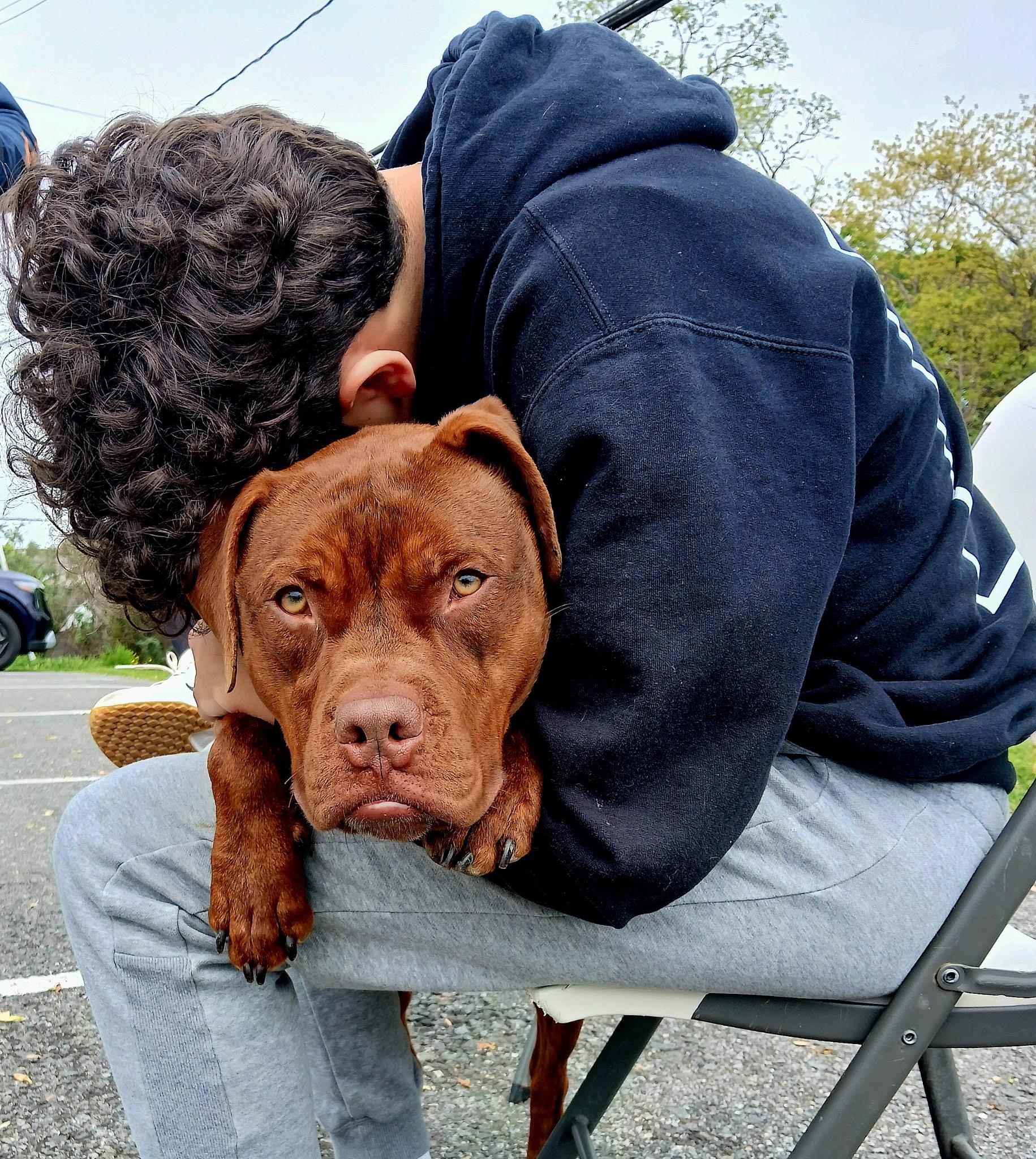 Enlarge Hooch, a ADOPTABLE Pit Bull Terrier in Harrison, NY image 2/6