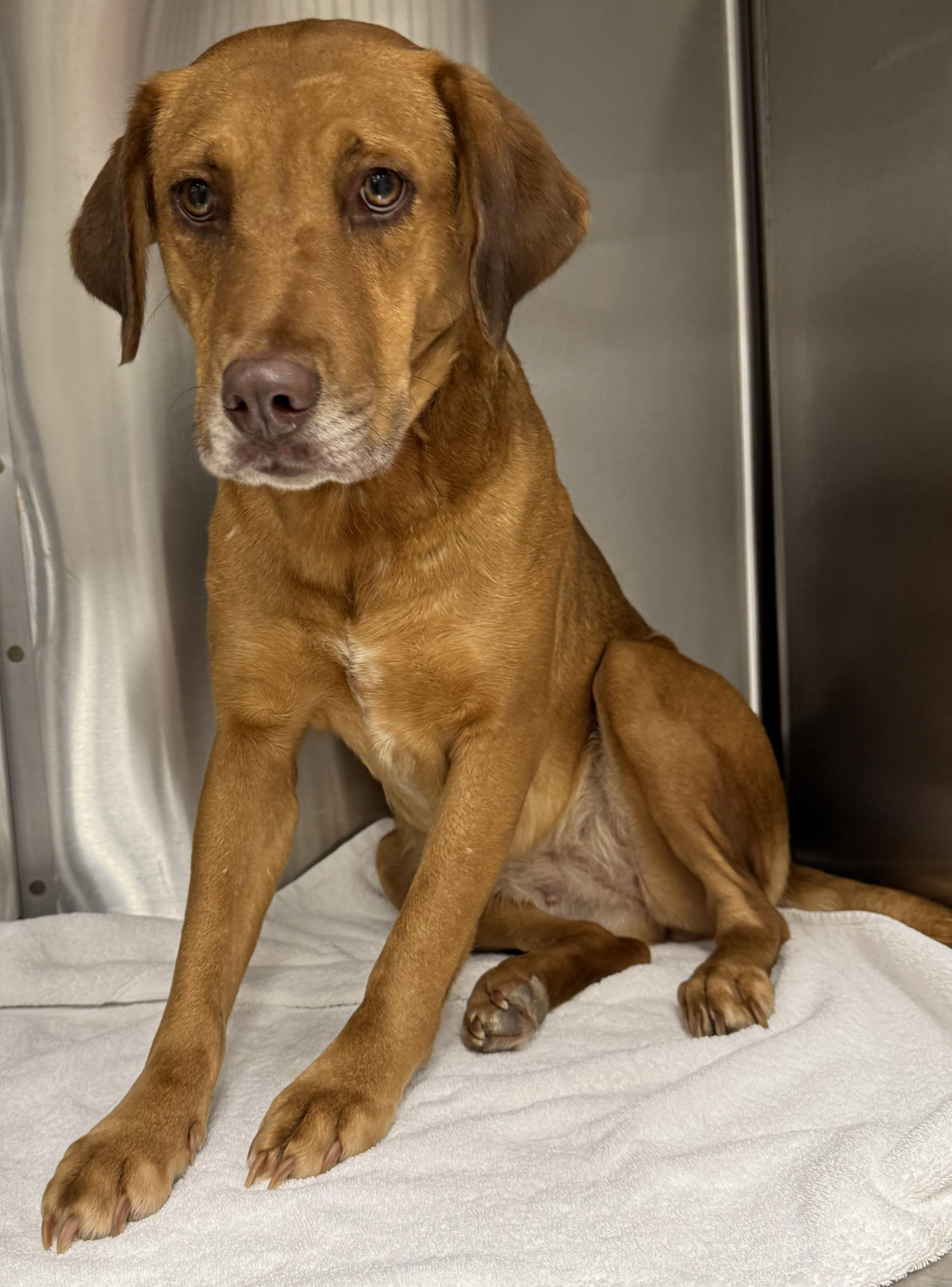 Hatchie 5508, Adoptable, Young Female Labrador Retriever.
