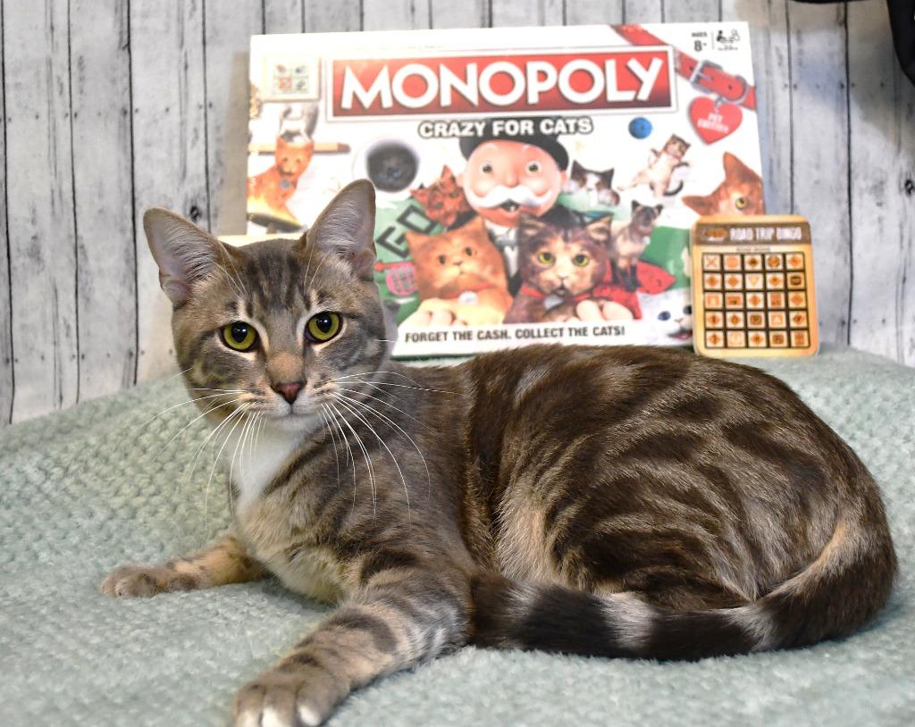 Socks, Adoptable, Young Male Domestic Short Hair.