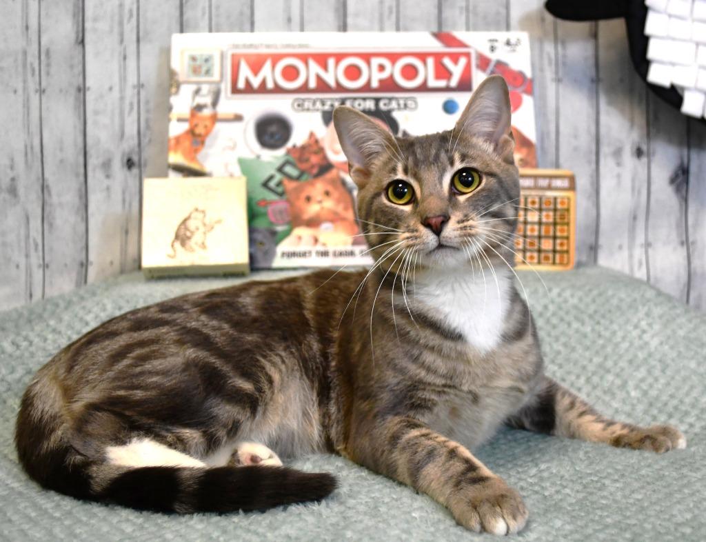 Enlarge Socks, a Adoptable mixed breed in Roanoke, TX image 2/3