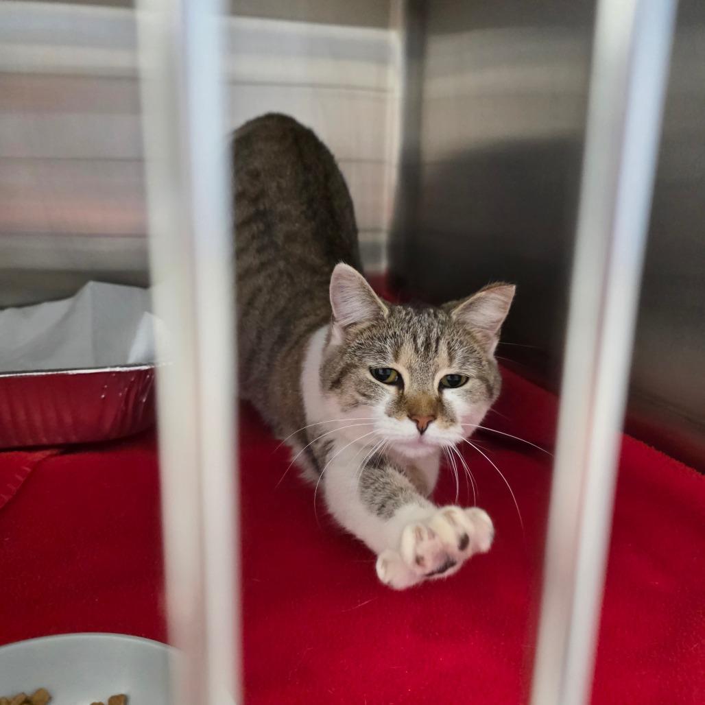 Munchkin, Adoptable, Young Female Domestic Short Hair.