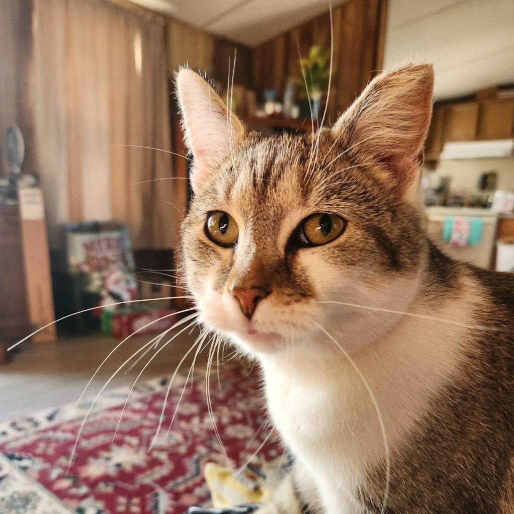 Enlarge Munchkin, a Adoptable Domestic Short Hair in Greenville, NC image 2/2