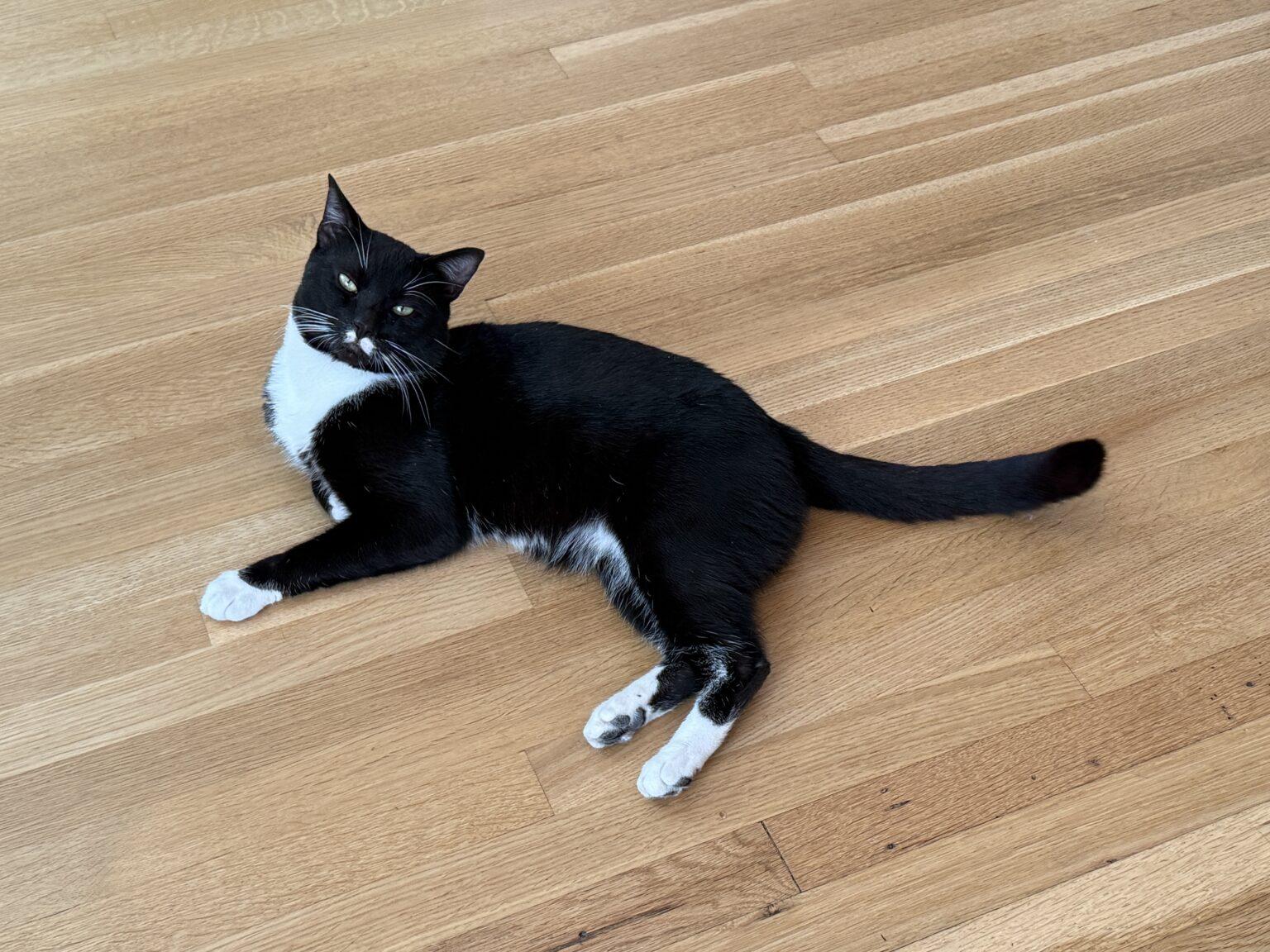 Enlarge Crispy, a Adoptable American Shorthair in Medford, MA image 1/1