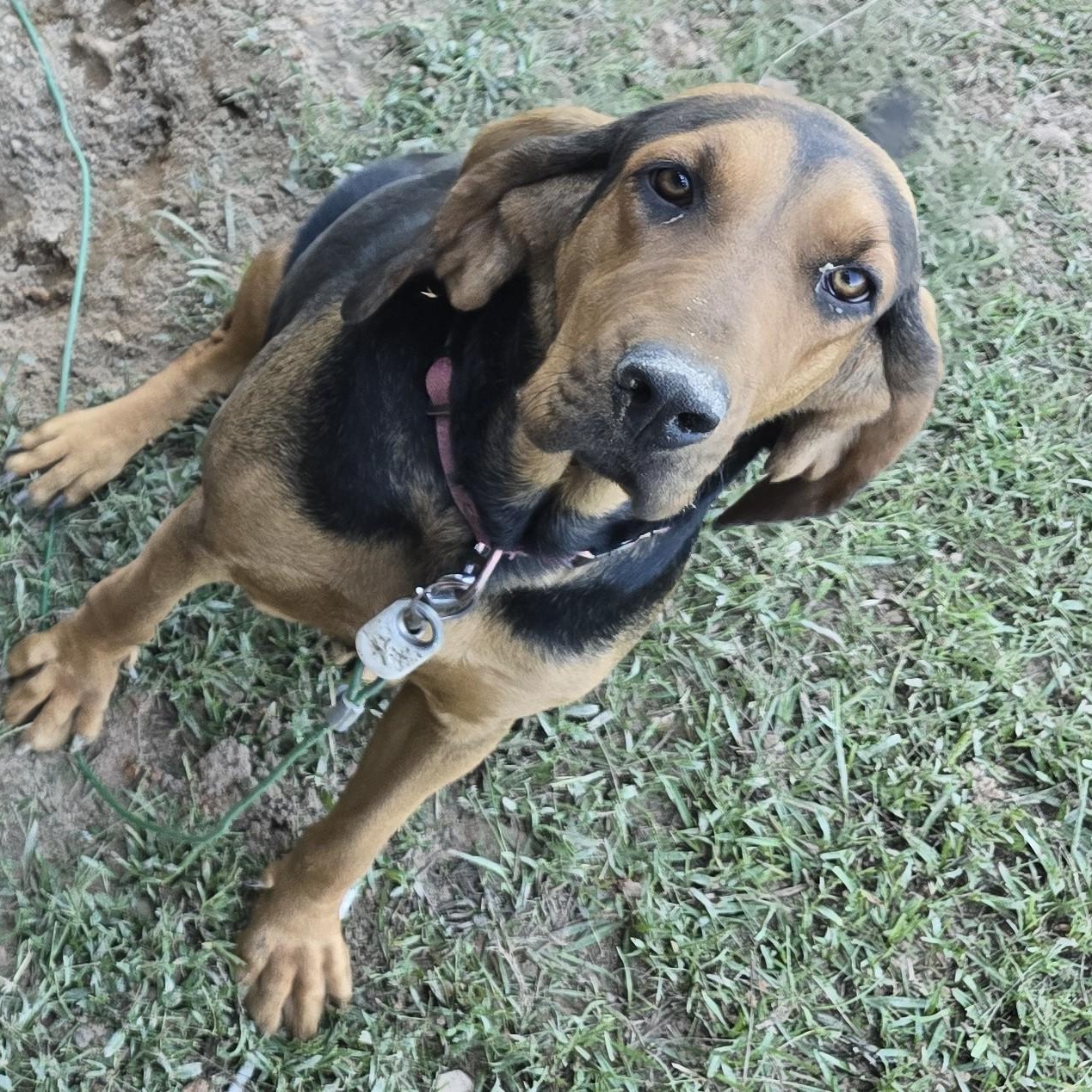 Lady, a Adopted Bloodhound in Sheridan, AR image 4/6