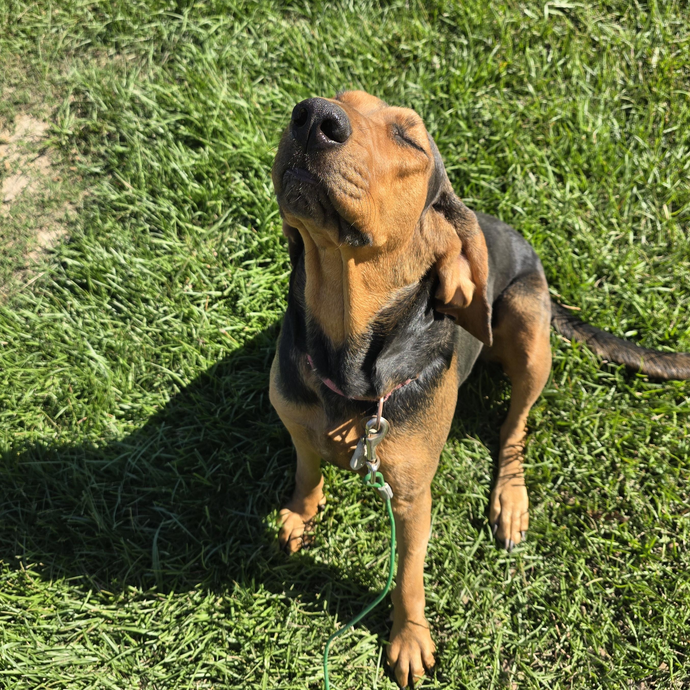 Lady, a Adopted Bloodhound in Sheridan, AR image 5/6