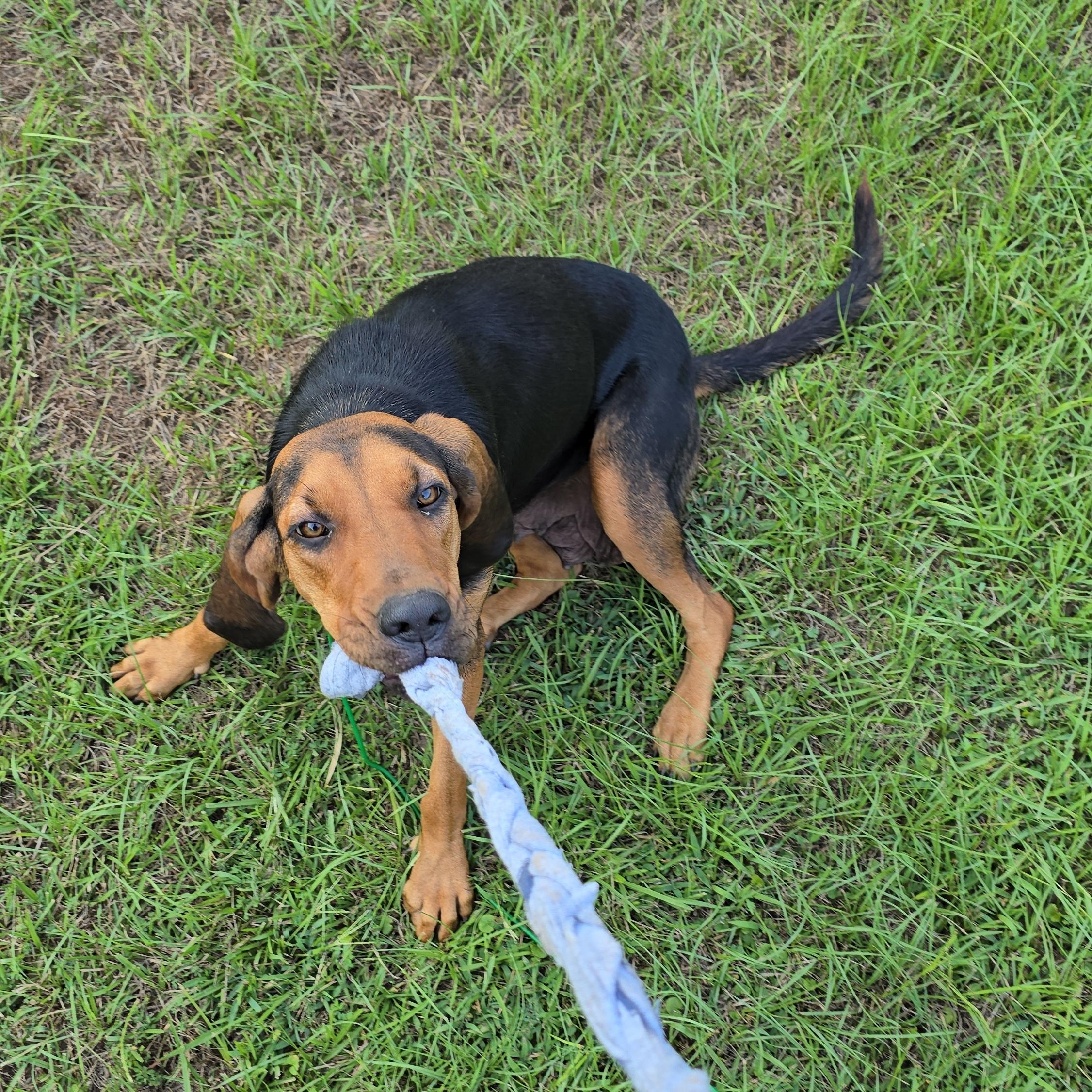 Lady, a Adopted Bloodhound in Sheridan, AR image 6/6