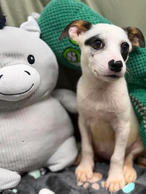 Shakira, ADOPTABLE, Young Female Rat Terrier & Australian Cattle Dog / Blue Heeler.