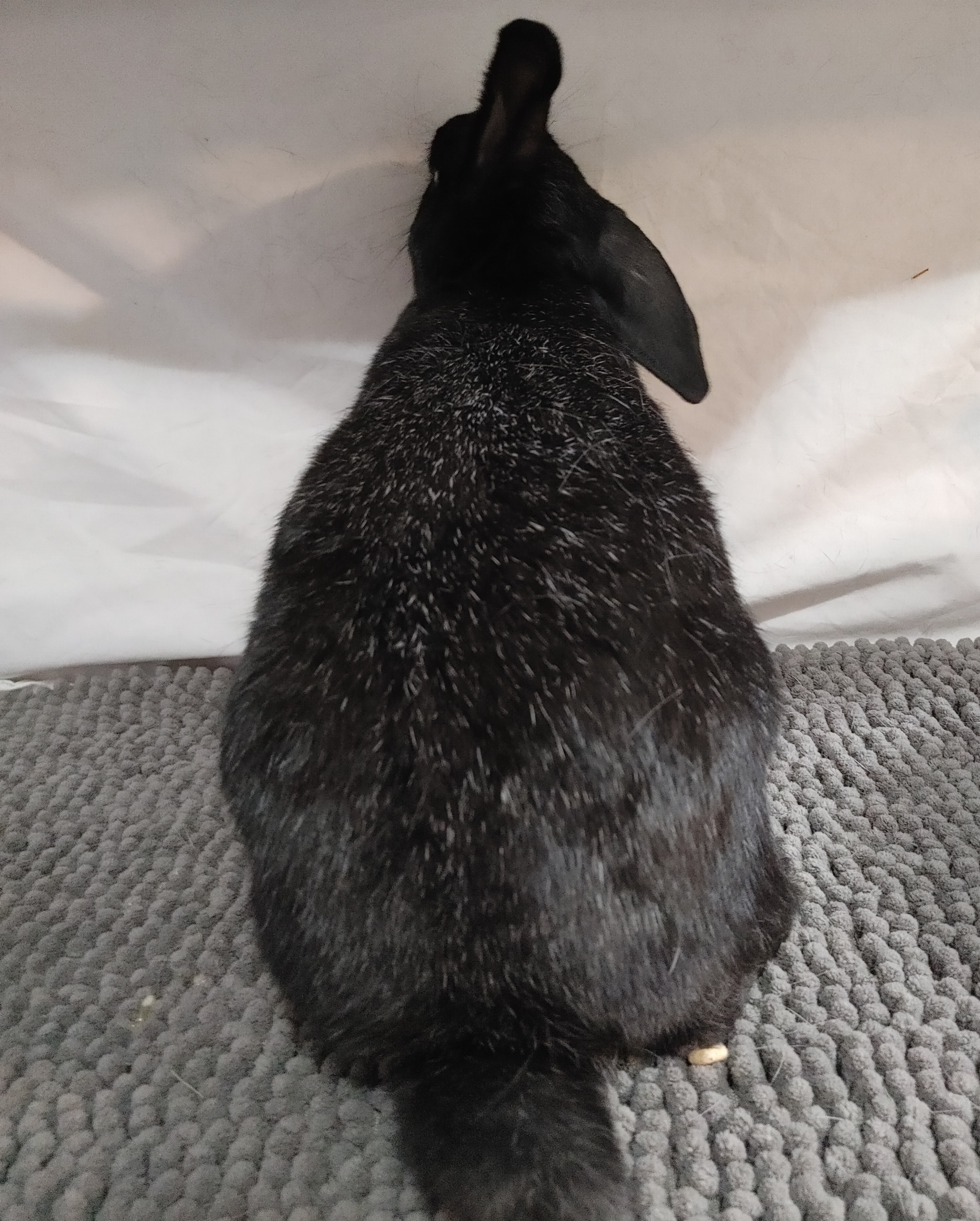 Miss Muppet (South Surrey), Adoptable, Adult Female Silver Fox & Lop Eared.