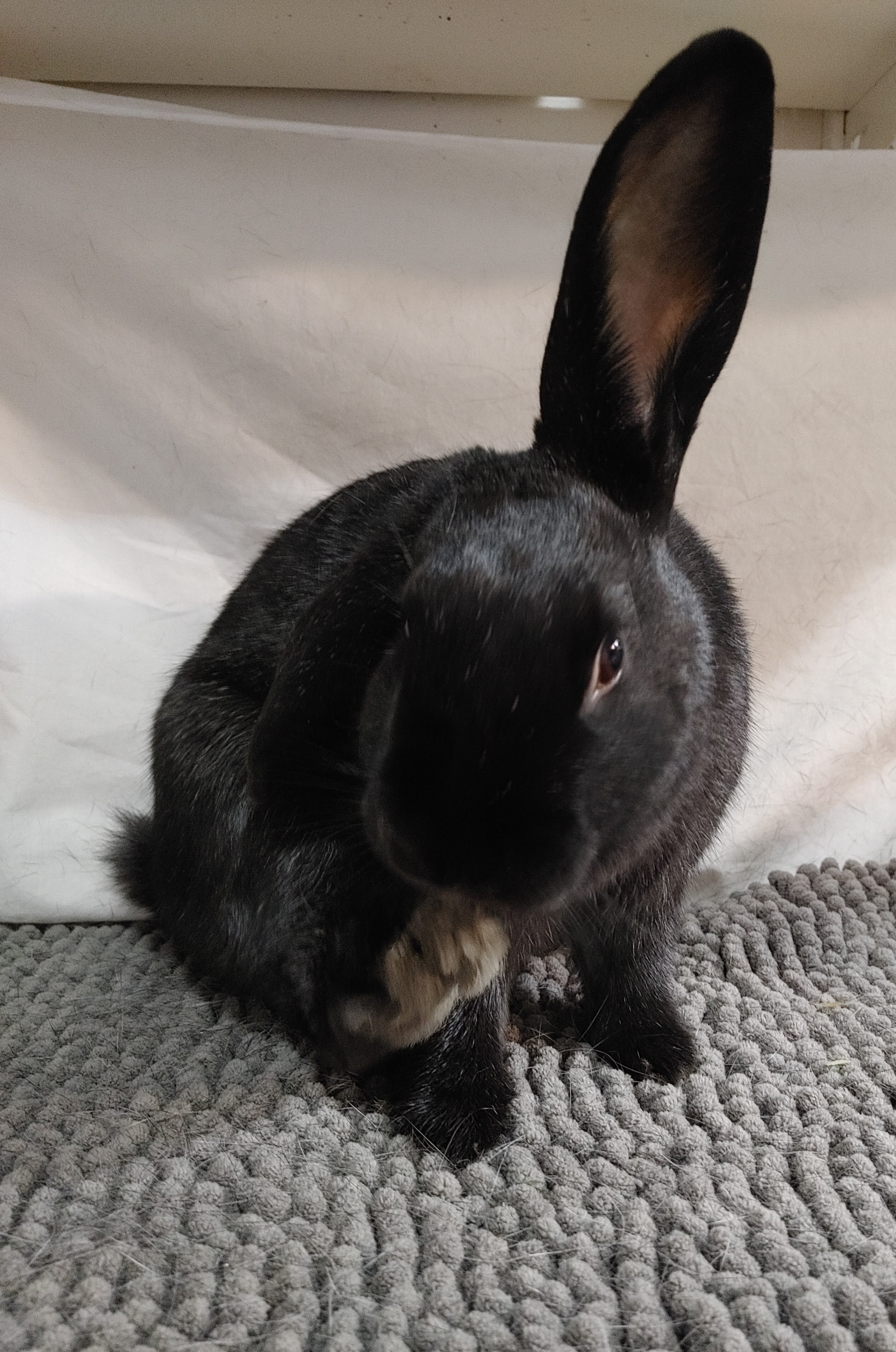 Enlarge Miss Muppet (South Surrey), a Adoptable mixed breed in Vancouver, BC image 2/6