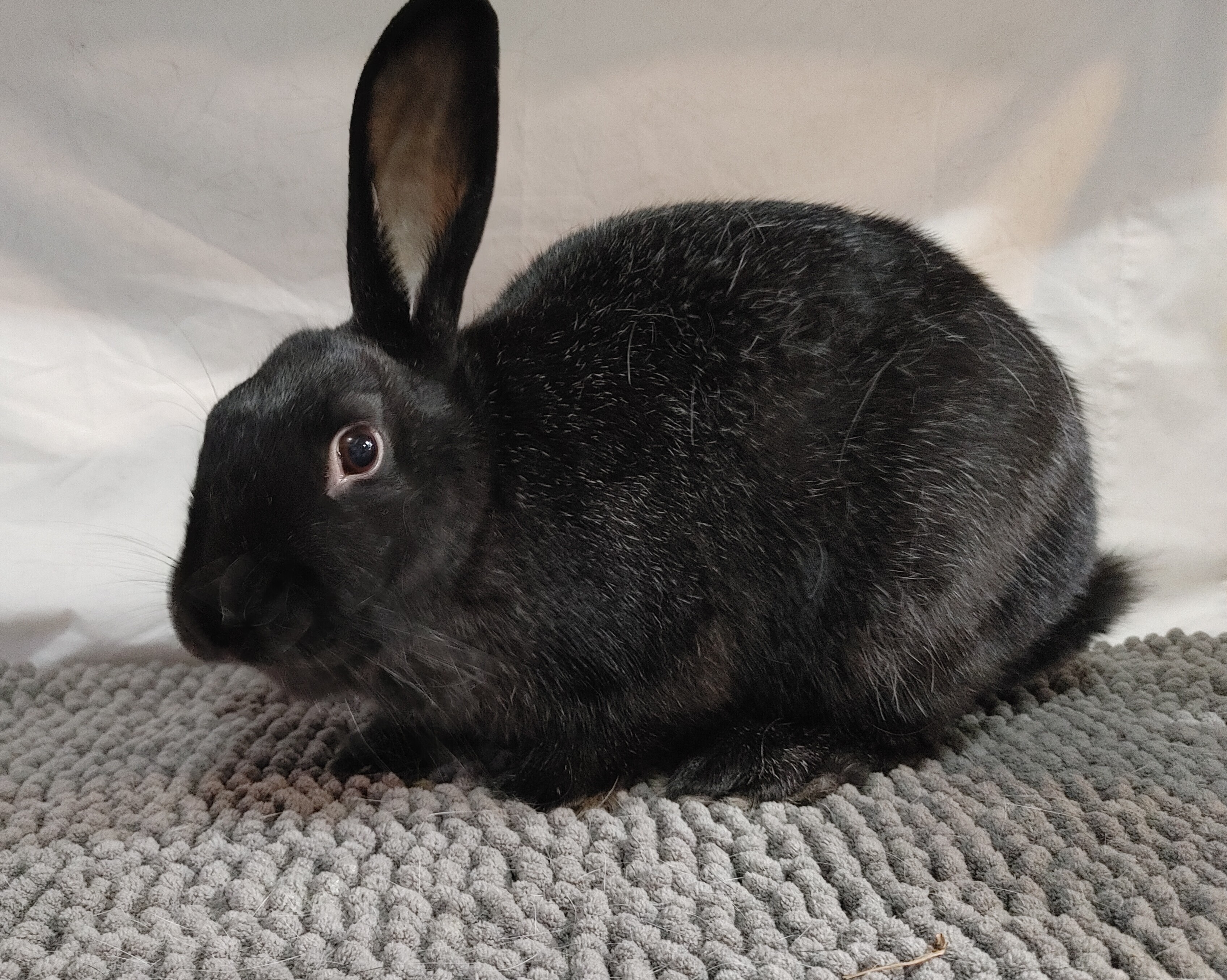 Enlarge Miss Muppet (South Surrey), a Adoptable mixed breed in Vancouver, BC image 3/6