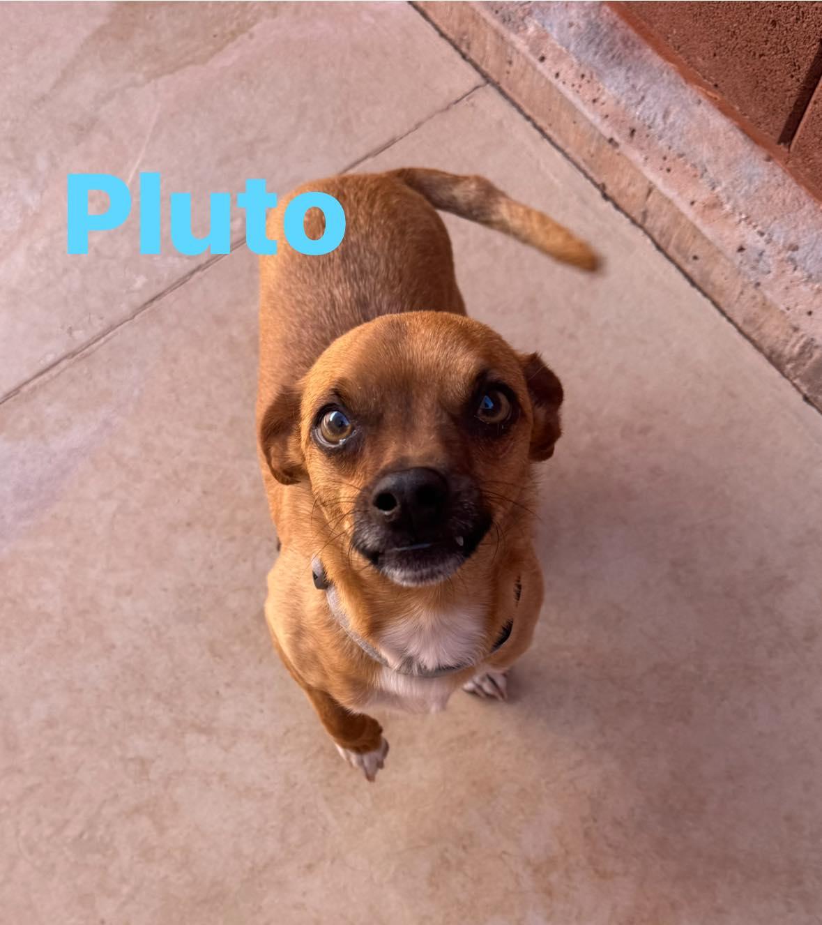 Pluto , Adoptable, Adult Male Chihuahua.