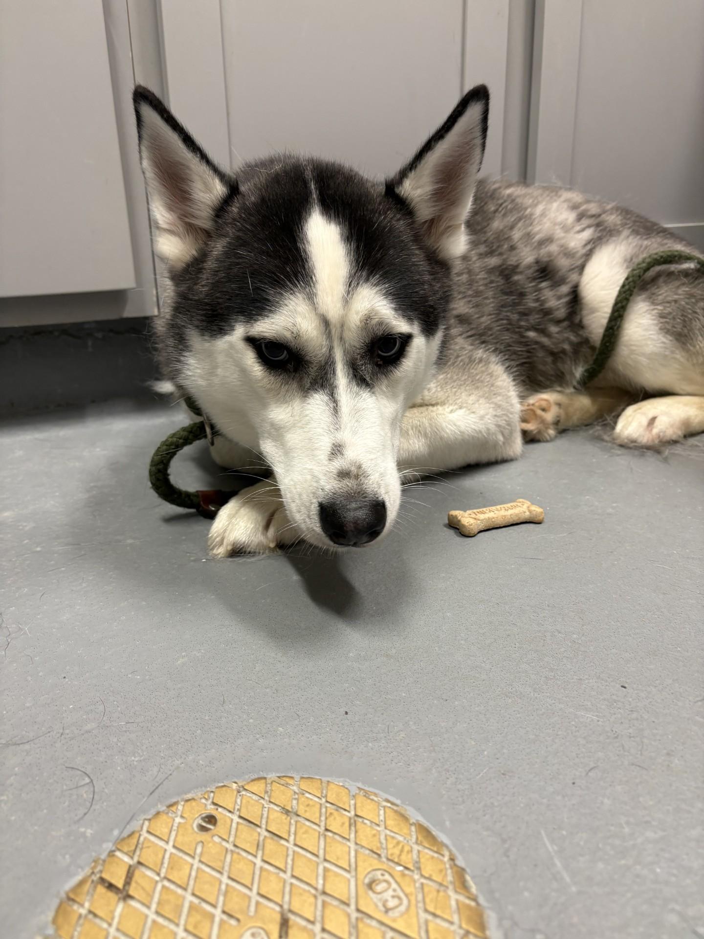 Lobo, a ADOPTABLE Siberian Husky in Ashland, VA image 2/3