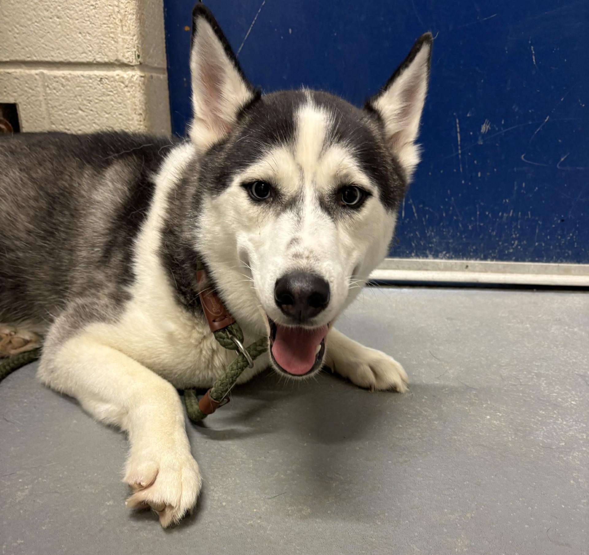 Lobo, ADOPTABLE, Young Male Siberian Husky.