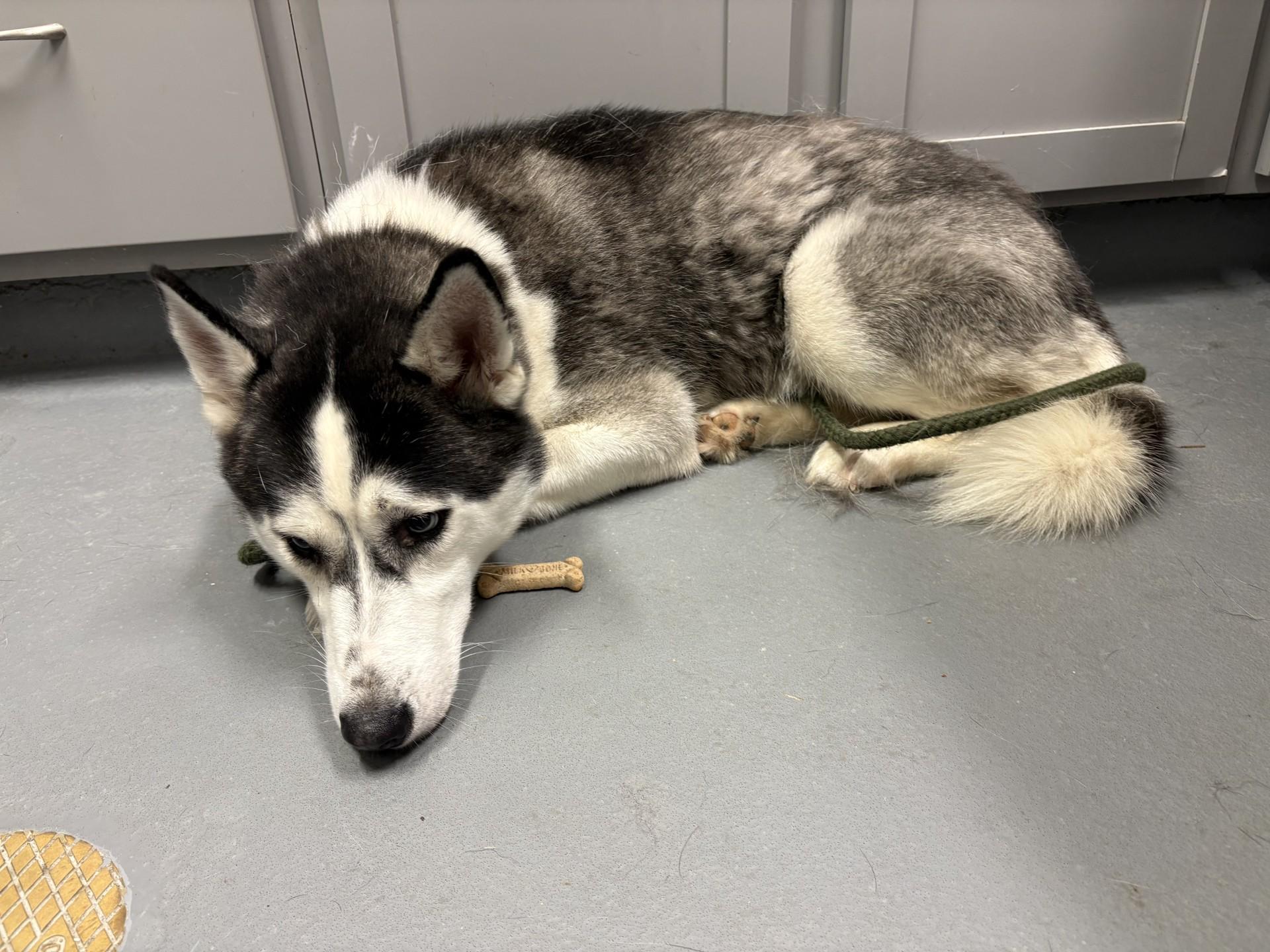 Lobo, a ADOPTABLE Siberian Husky in Ashland, VA image 3/3
