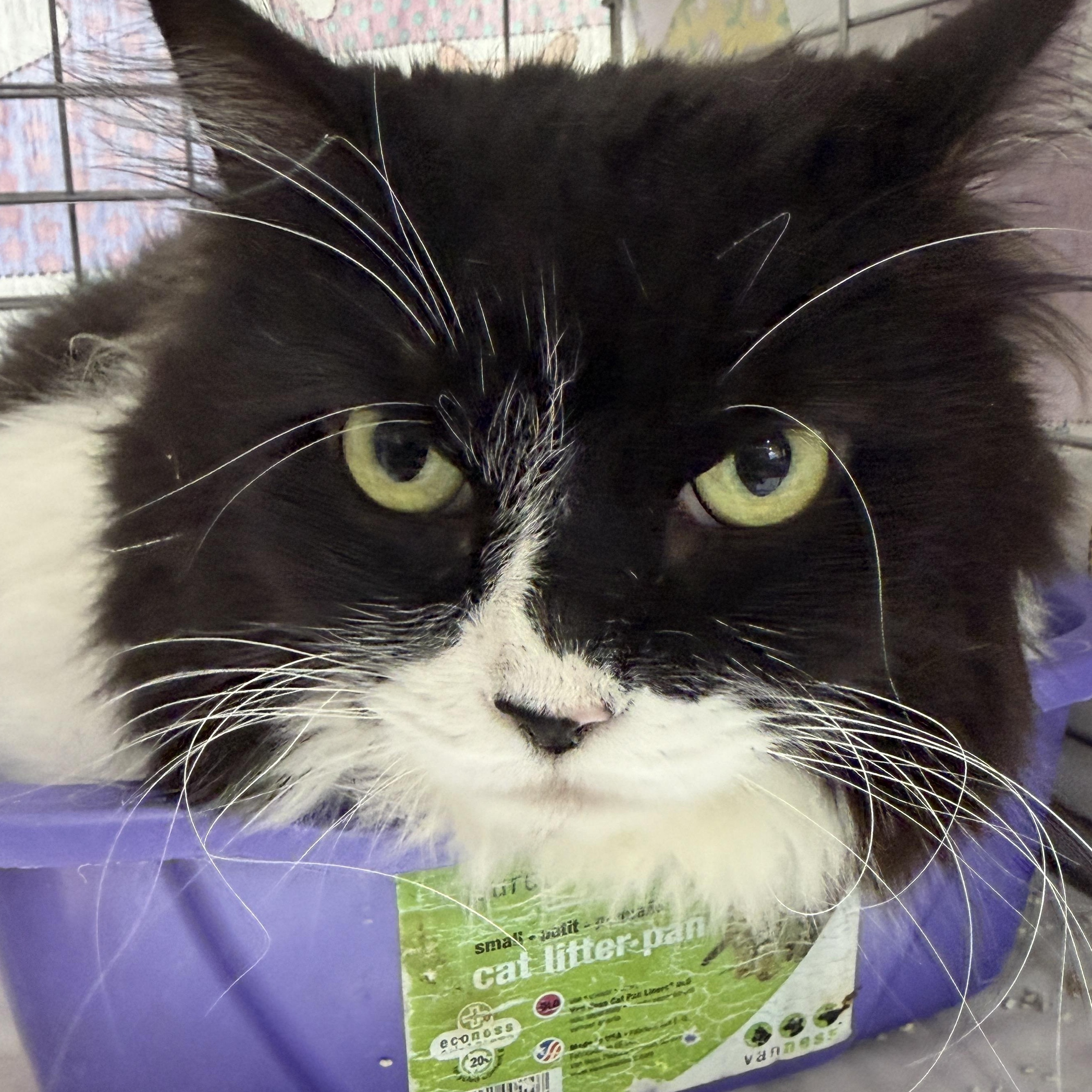 Enlarge Luna, a Adoptable Domestic Long Hair in Baltimore, MD image 4/5
