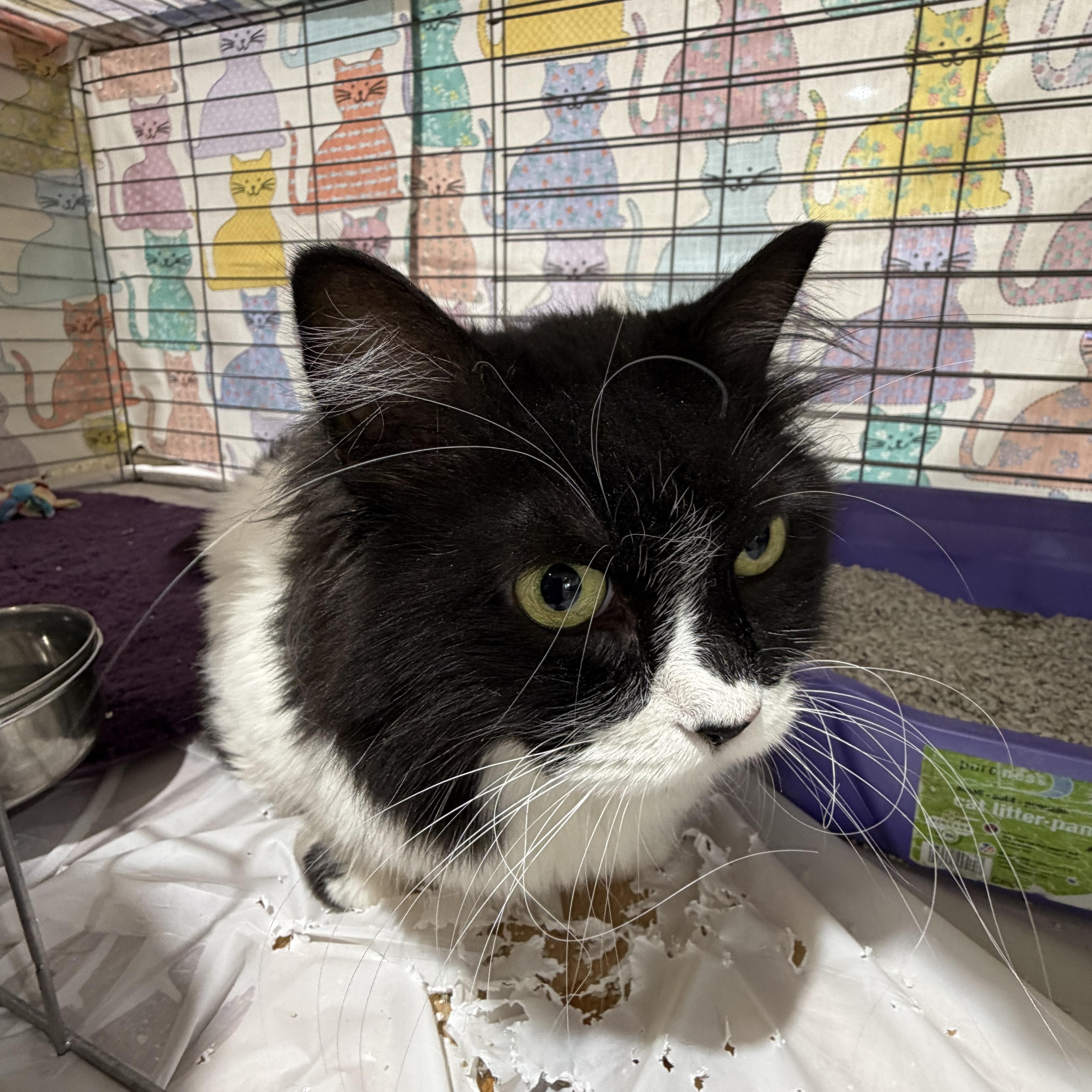 Enlarge Luna, a Adoptable Domestic Long Hair in Baltimore, MD image 3/5