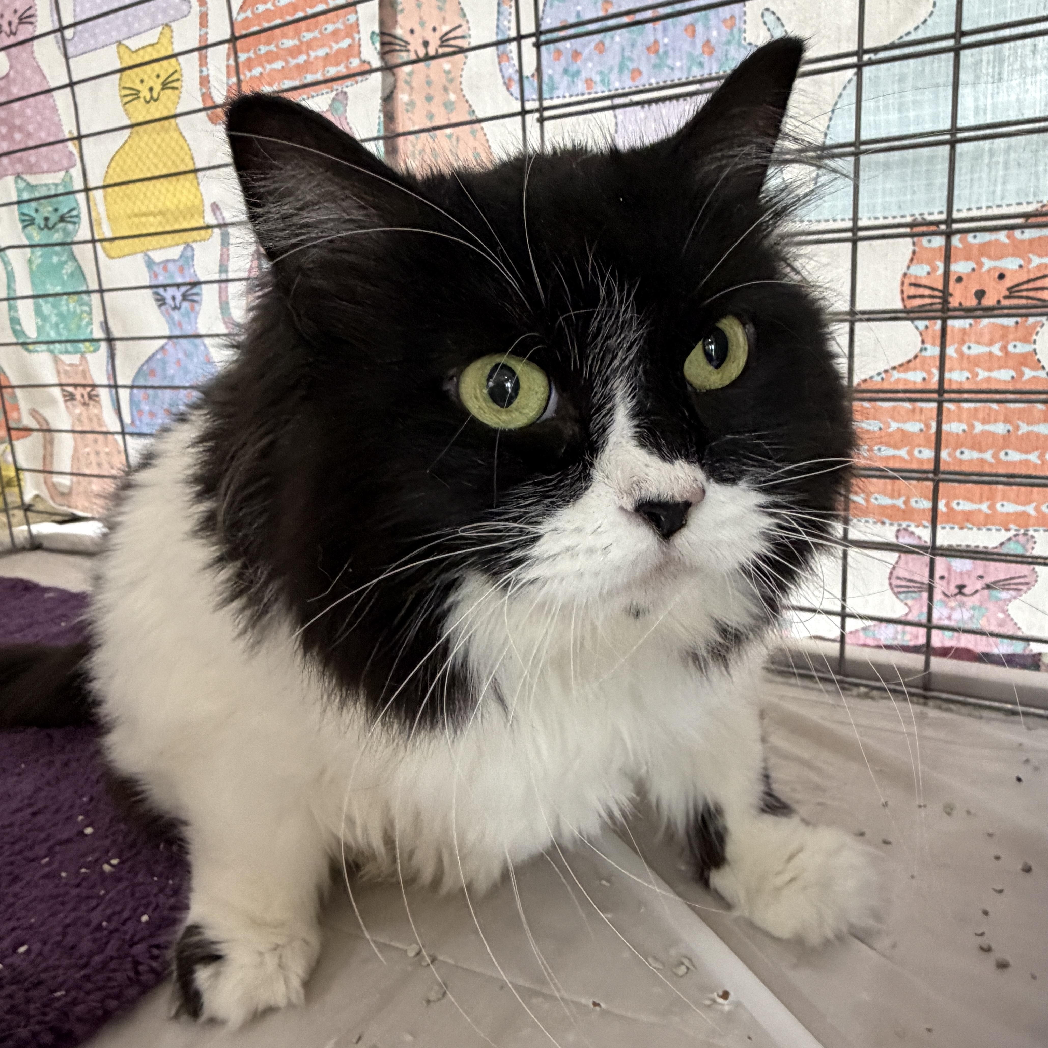Enlarge Luna, a Adoptable Domestic Long Hair in Baltimore, MD image 5/5