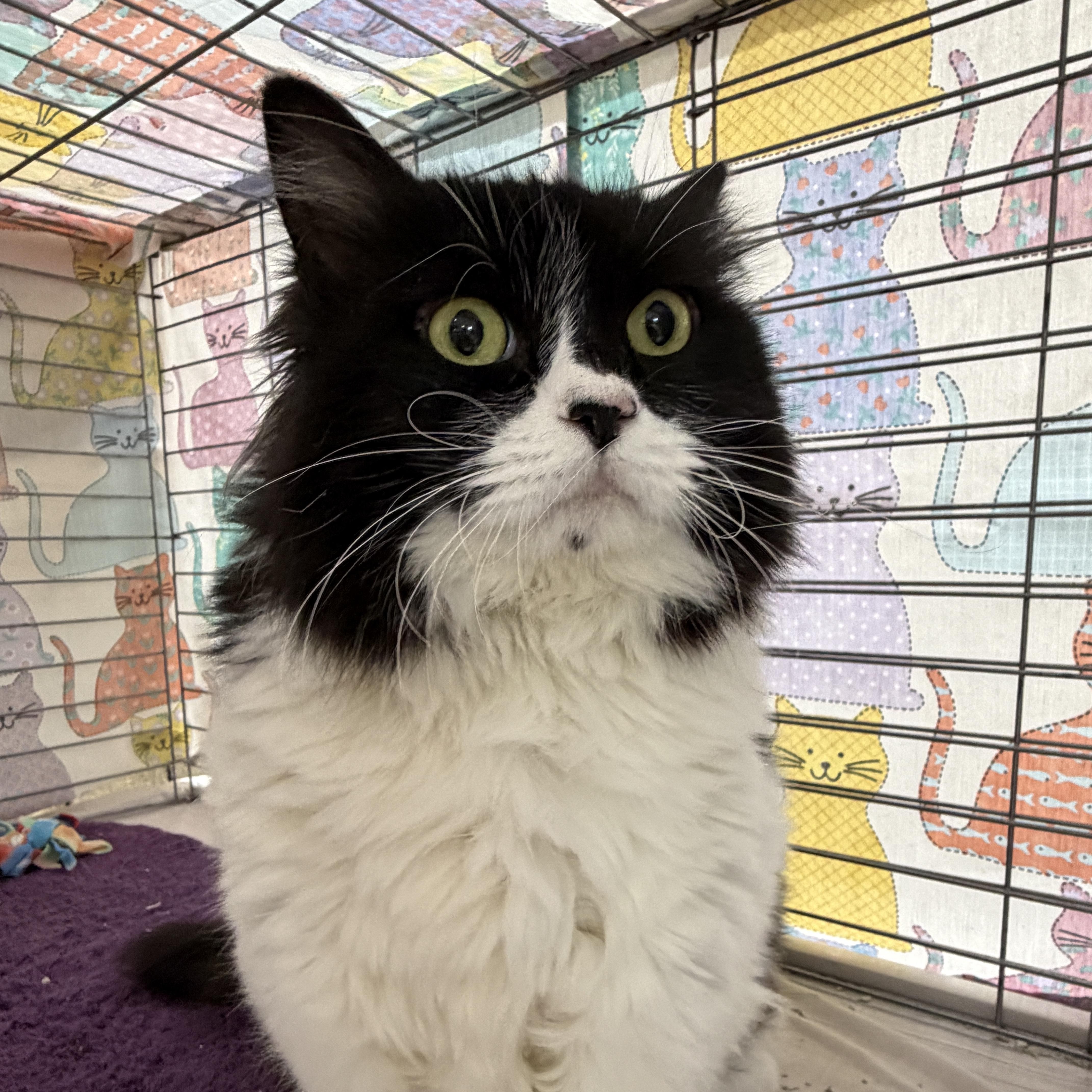 Enlarge Luna, a Adoptable Domestic Long Hair in Baltimore, MD image 2/5