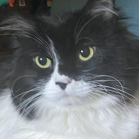 Luna, Adoptable, Adult Female Domestic Long Hair.