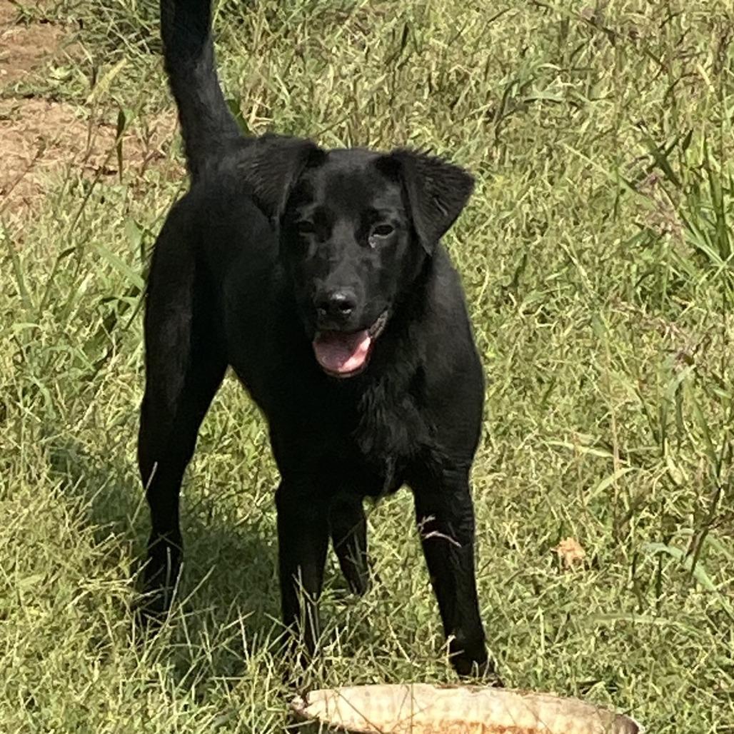 Enlarge Duke, a Adoptable mixed breed in Bendena, KS image 1/1