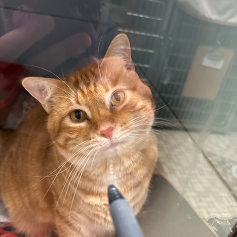 Winston 3